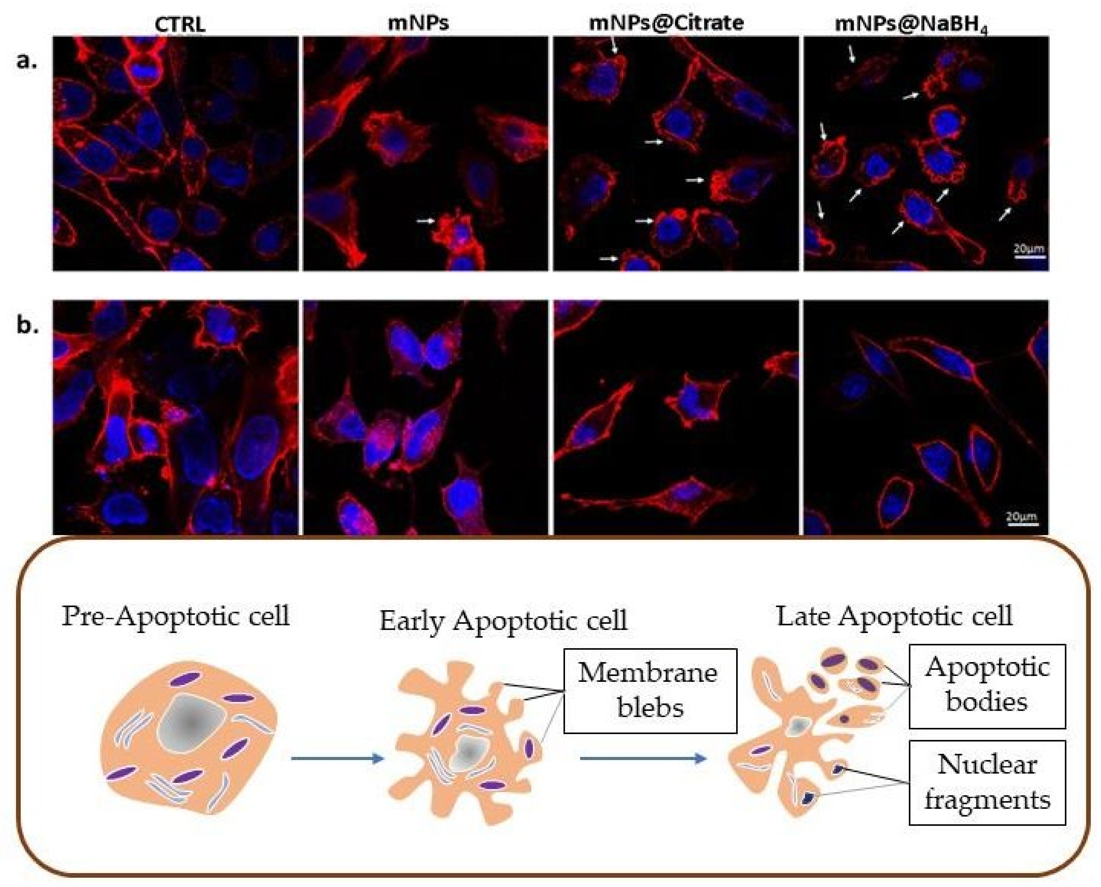 Pharmaceutics 16 00527 g004