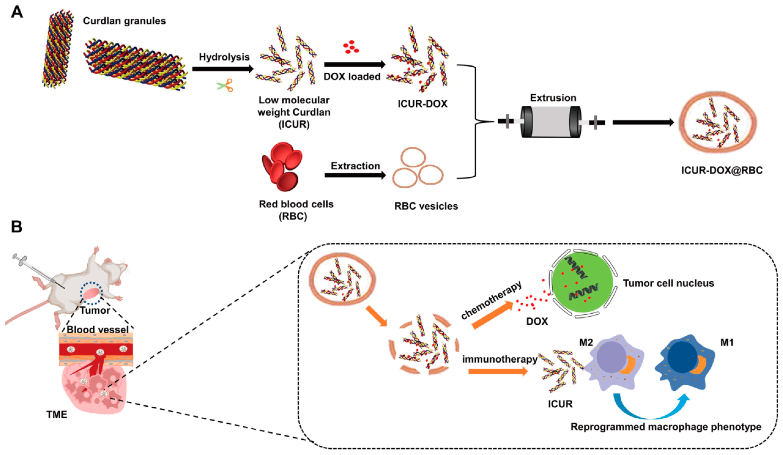 Pharmaceutics 16 00531 g003