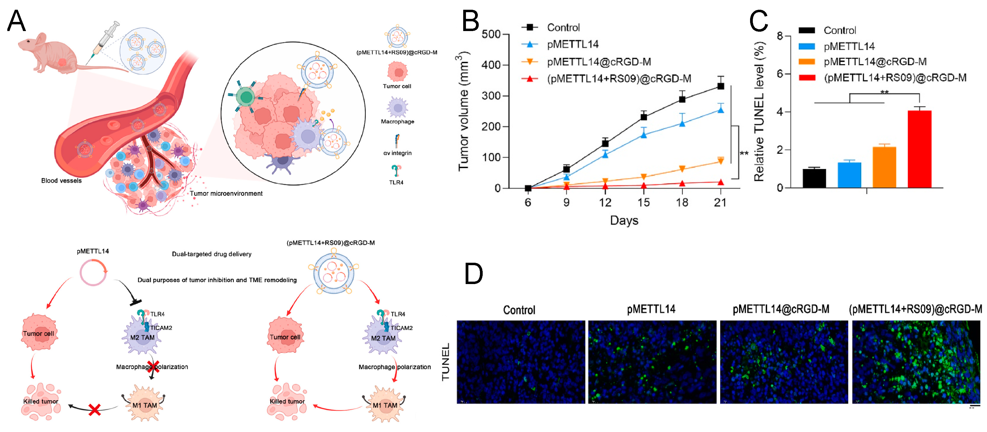 Pharmaceutics 16 00531 g006