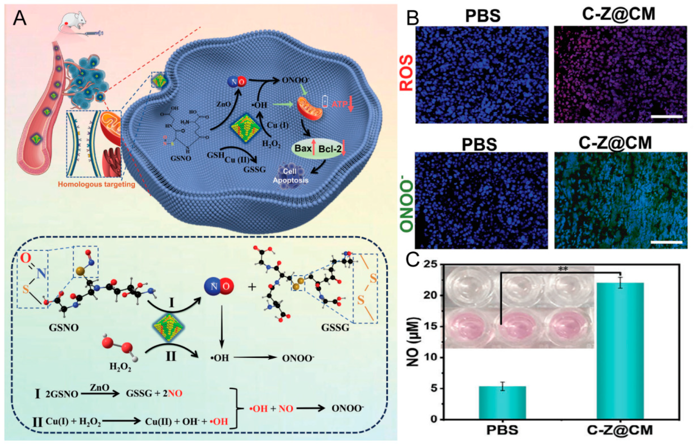 Pharmaceutics 16 00531 g013