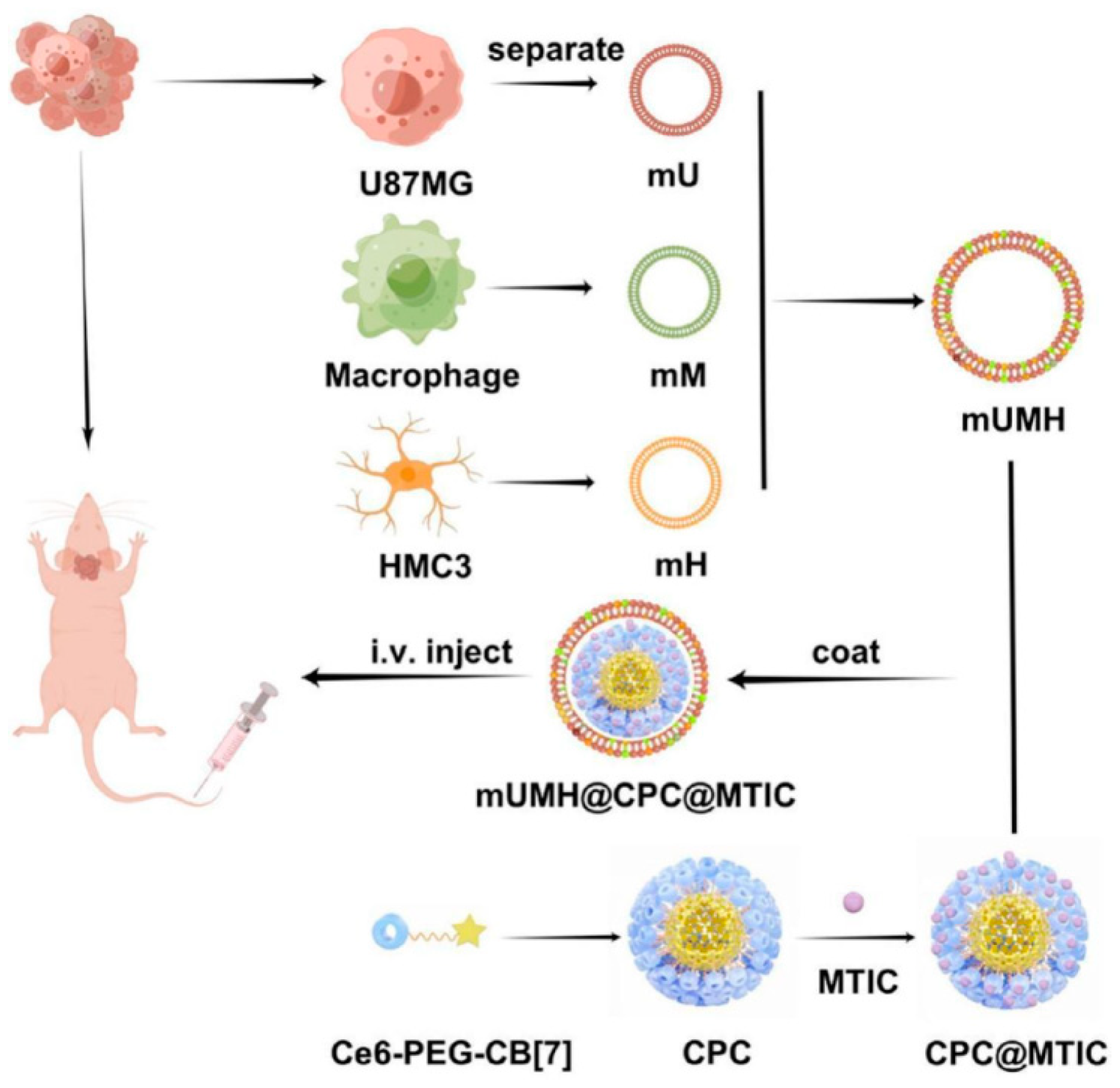 Pharmaceutics 16 00531 g016