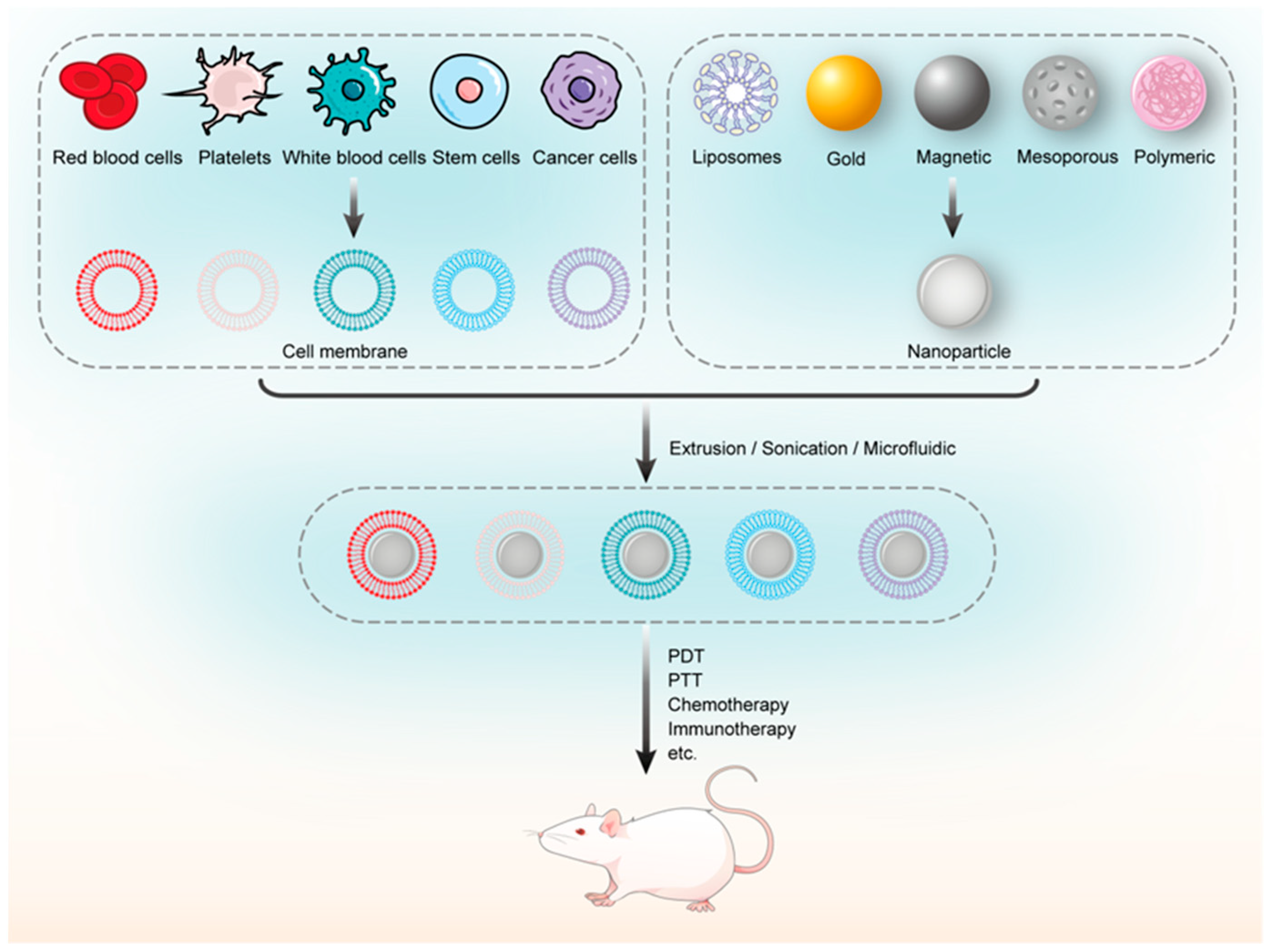 Pharmaceutics 16 00531 g017