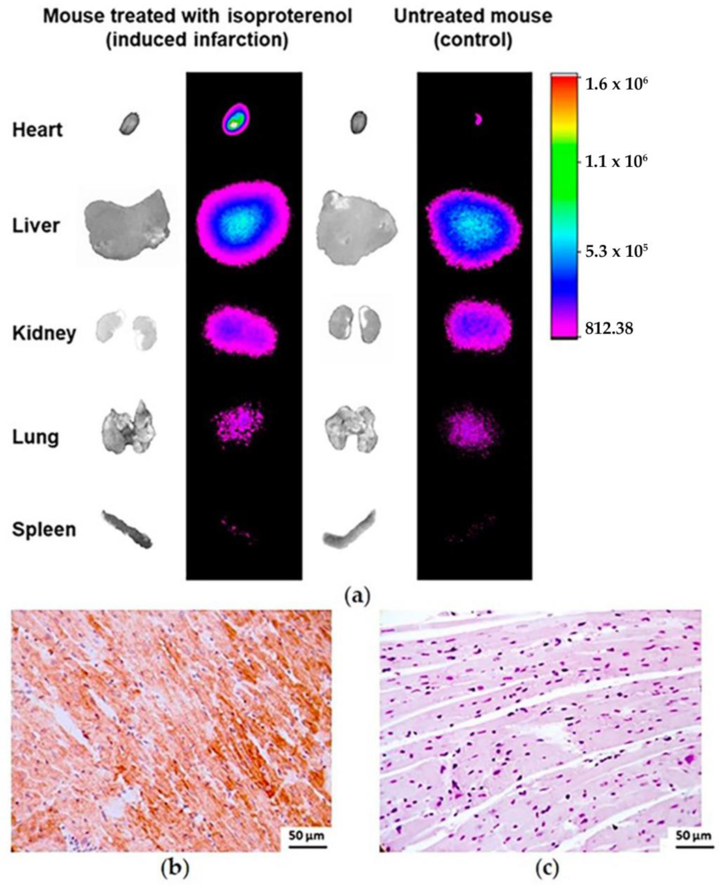 Pharmaceutics 16 00532 g009