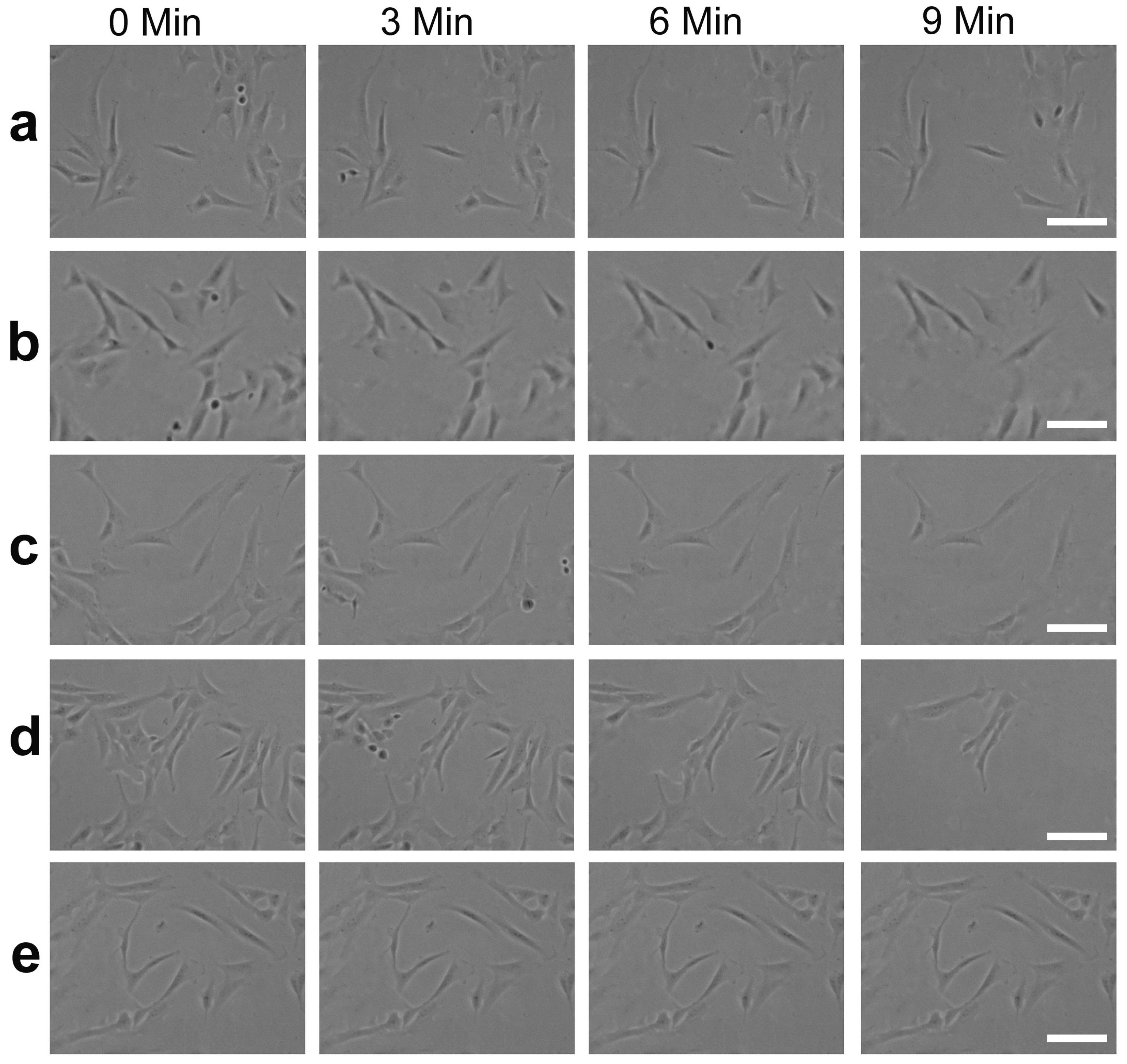 Pharmaceutics 16 00538 g010