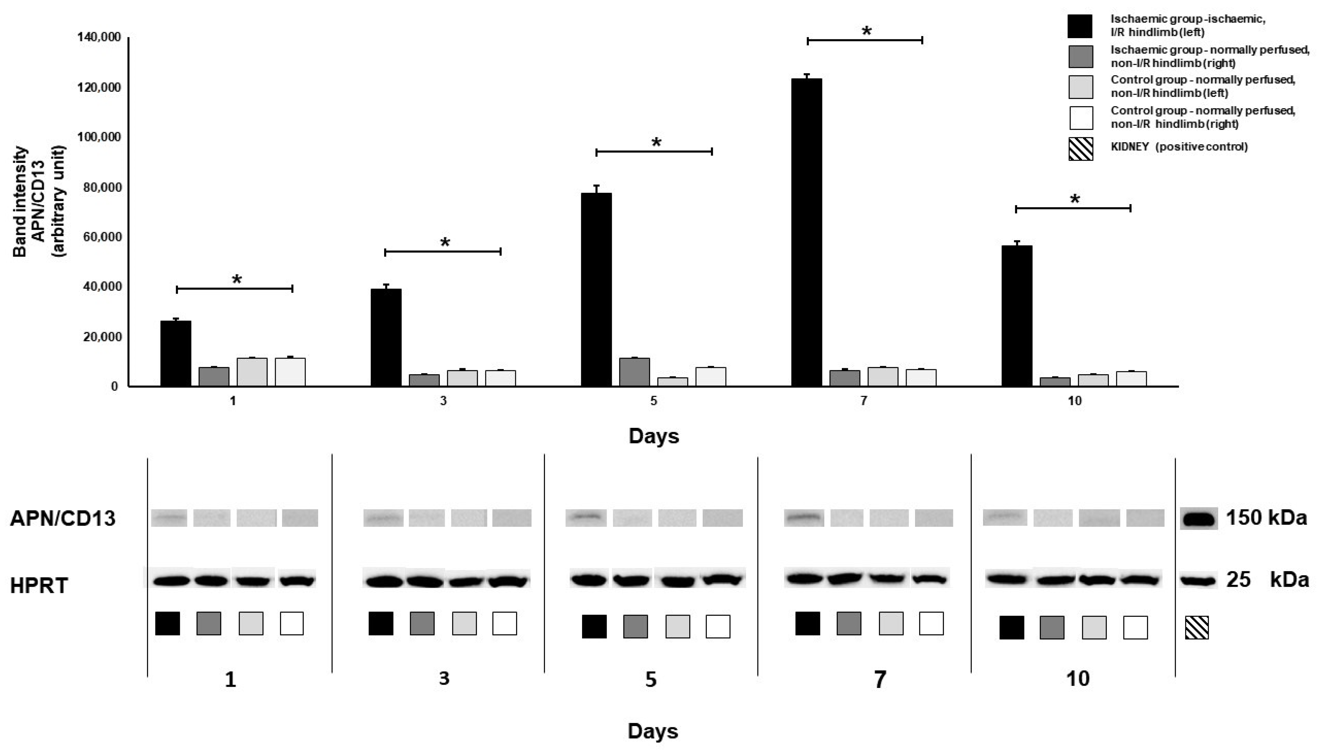 Pharmaceutics 16 00542 g005