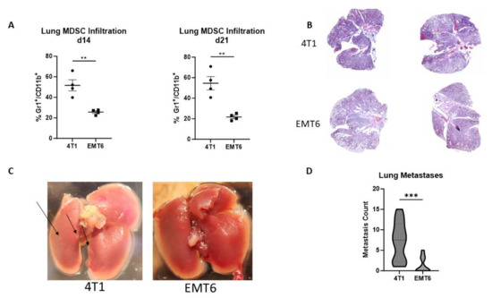 Early Detection of Myeloid-Derived Suppressor Cells in the Lung Pre ...
