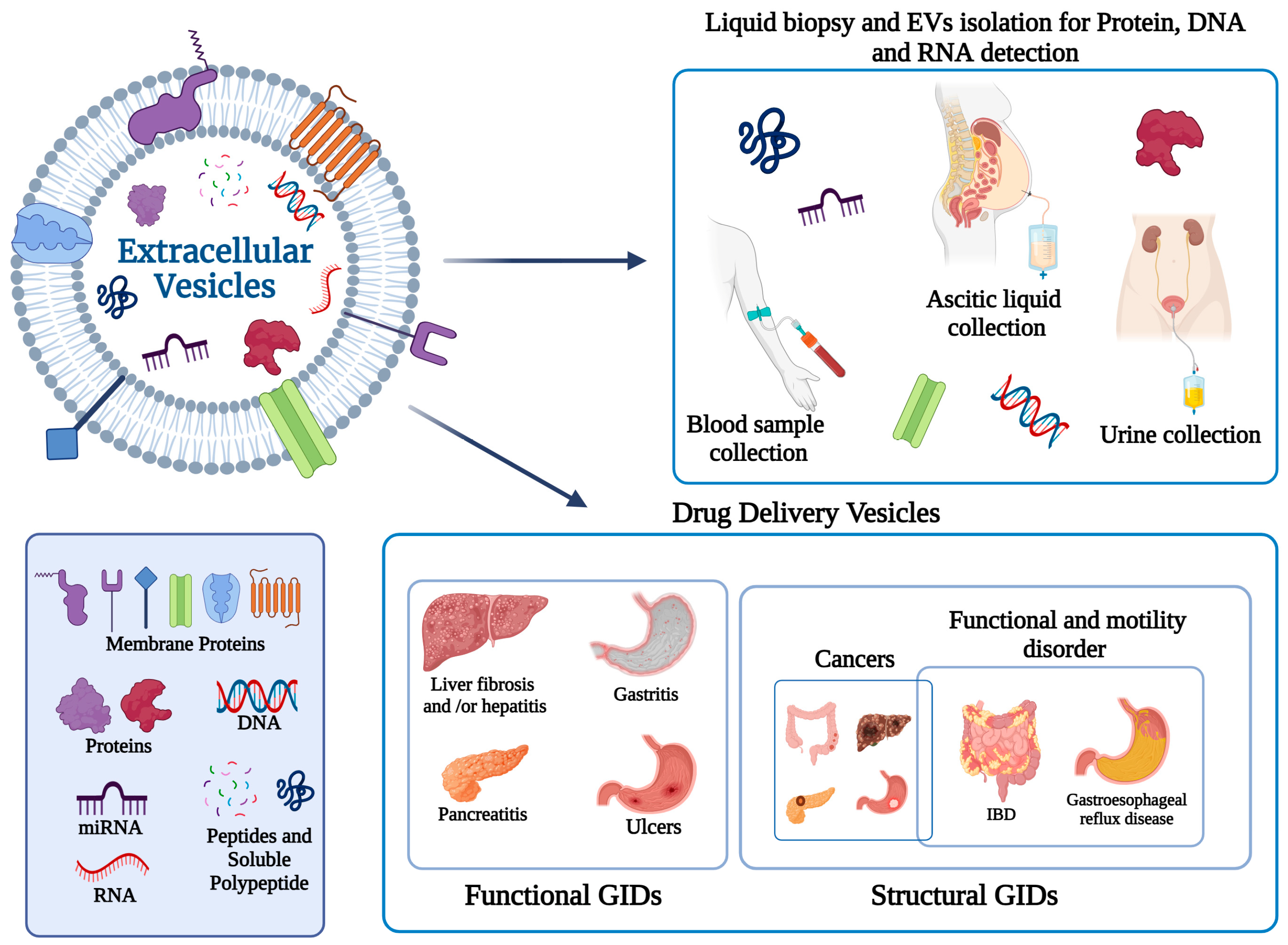 Pharmaceutics 16 00567 g002