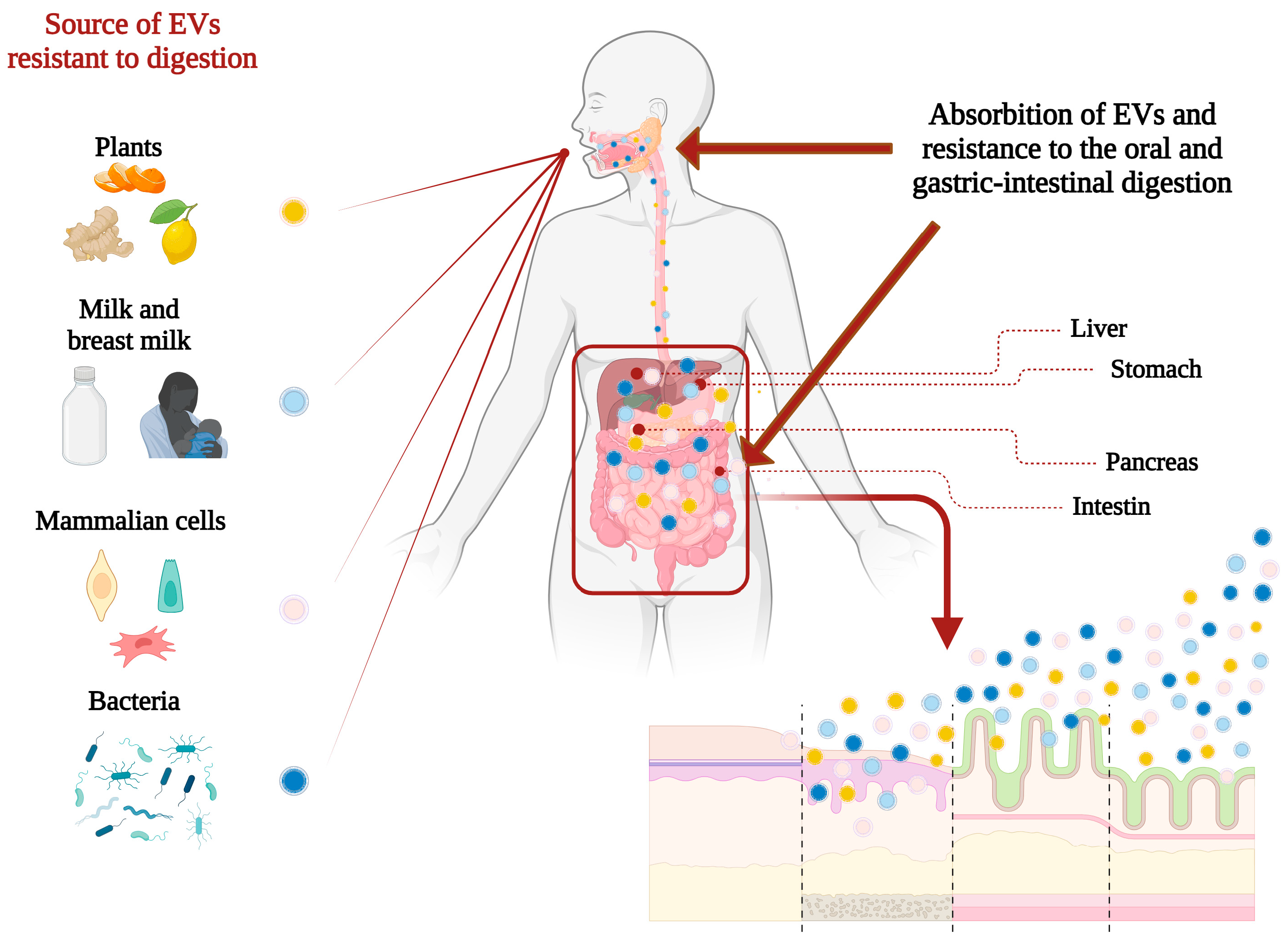 Pharmaceutics 16 00567 g003