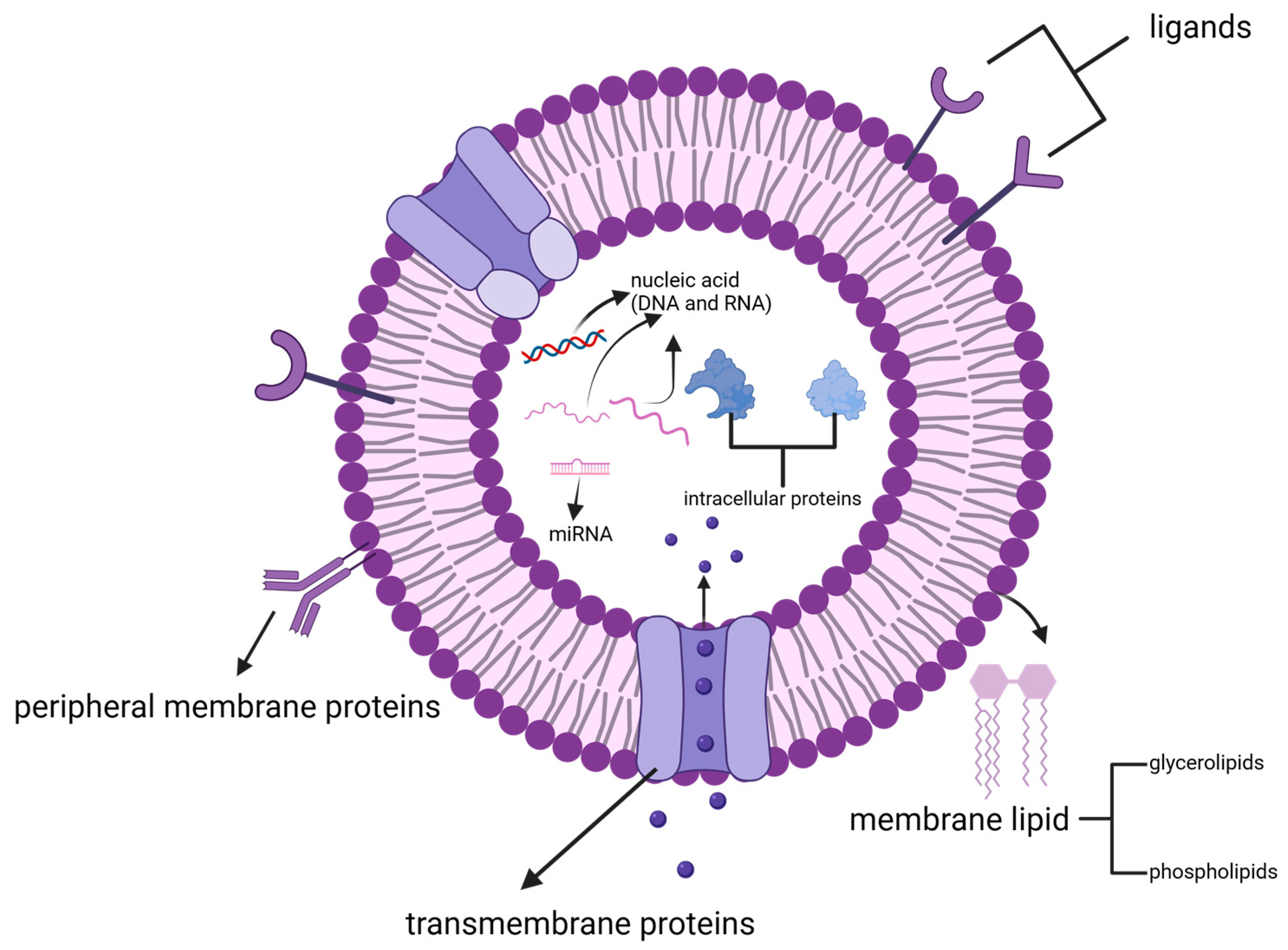 Pharmaceutics 16 00588 g002