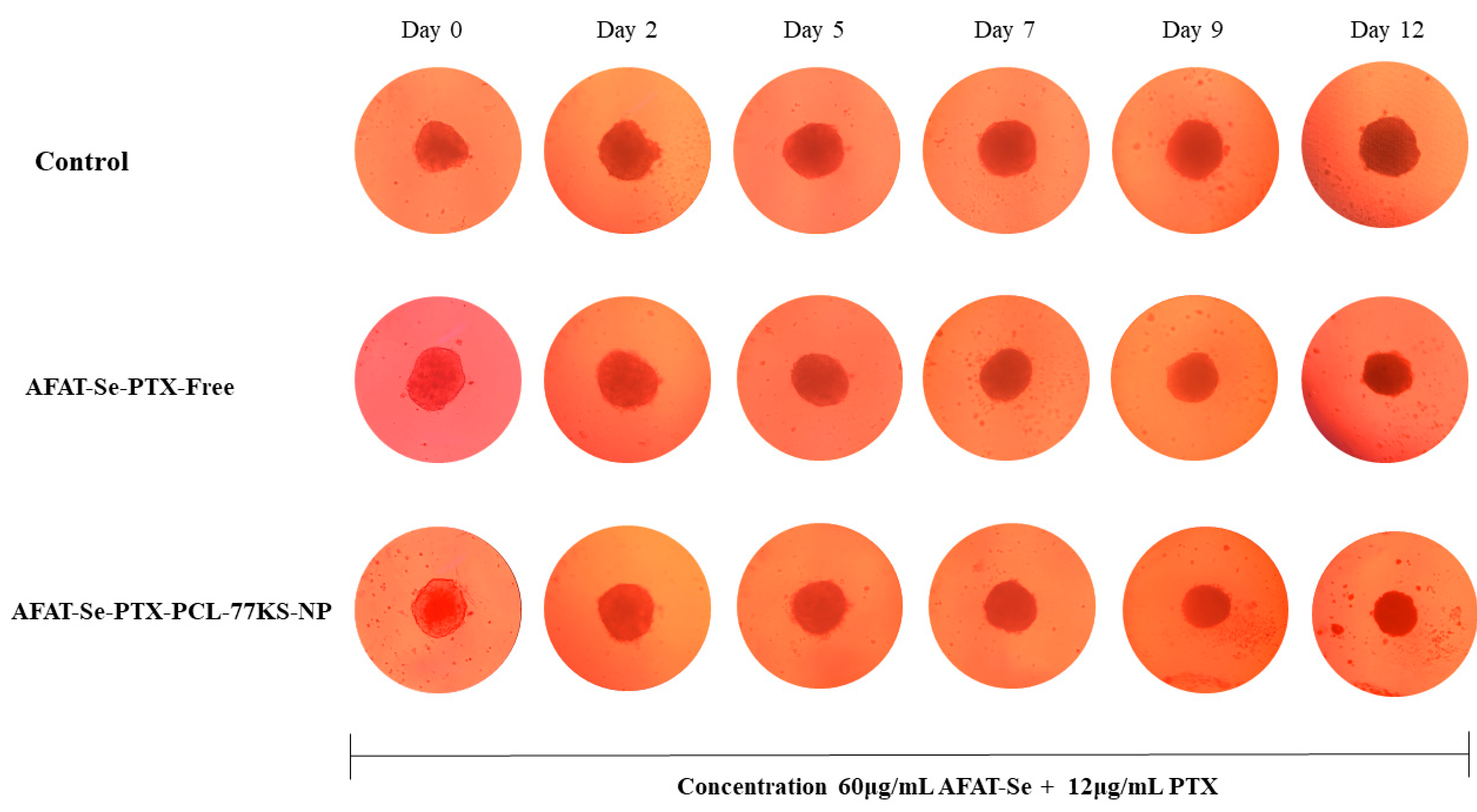 Pharmaceutics 16 00590 g009