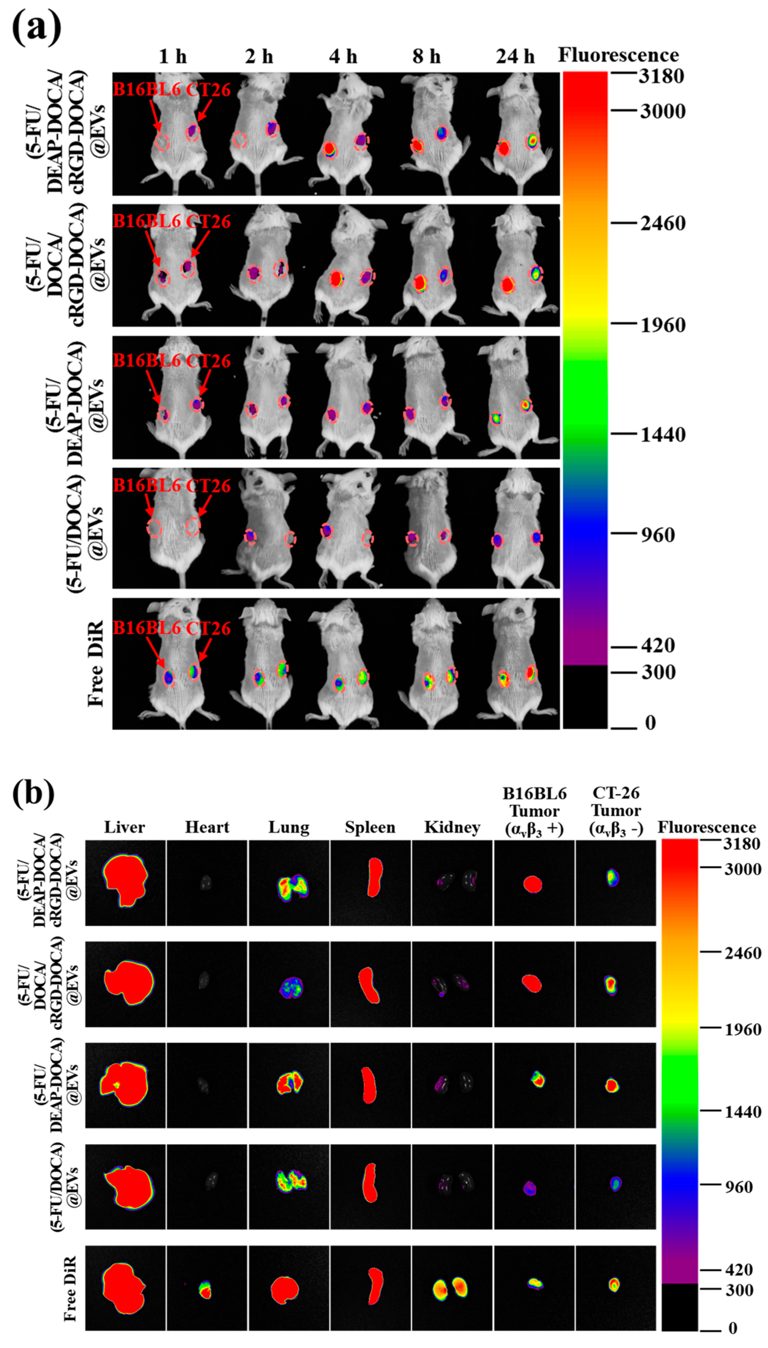 Pharmaceutics 16 00599 g007a
