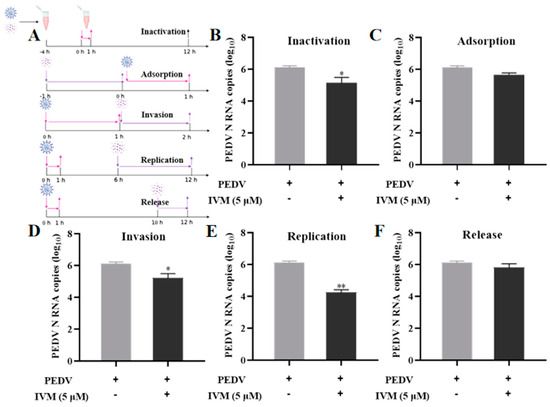 Enhanced In Vitro Antiviral Activity of Ivermectin-Loaded ...