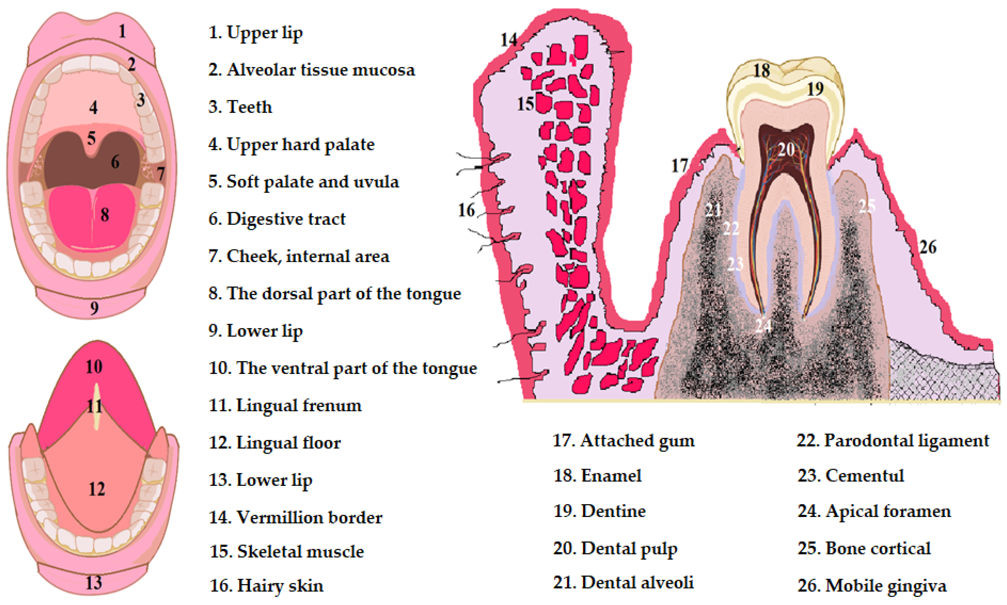 Pharmaceutics 16 00626 g001 Pharmaceutics 16 00626 g001