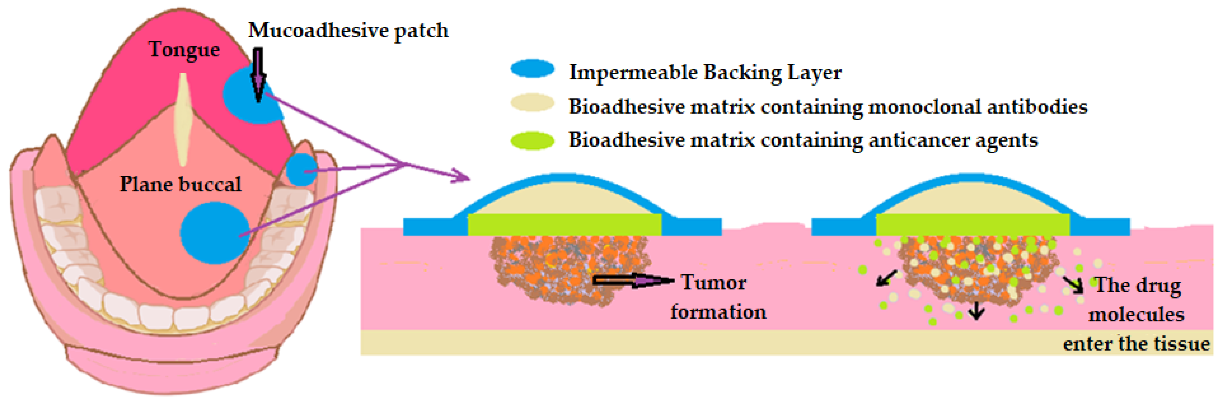 Pharmaceutics 16 00626 g005 Pharmaceutics 16 00626 g005