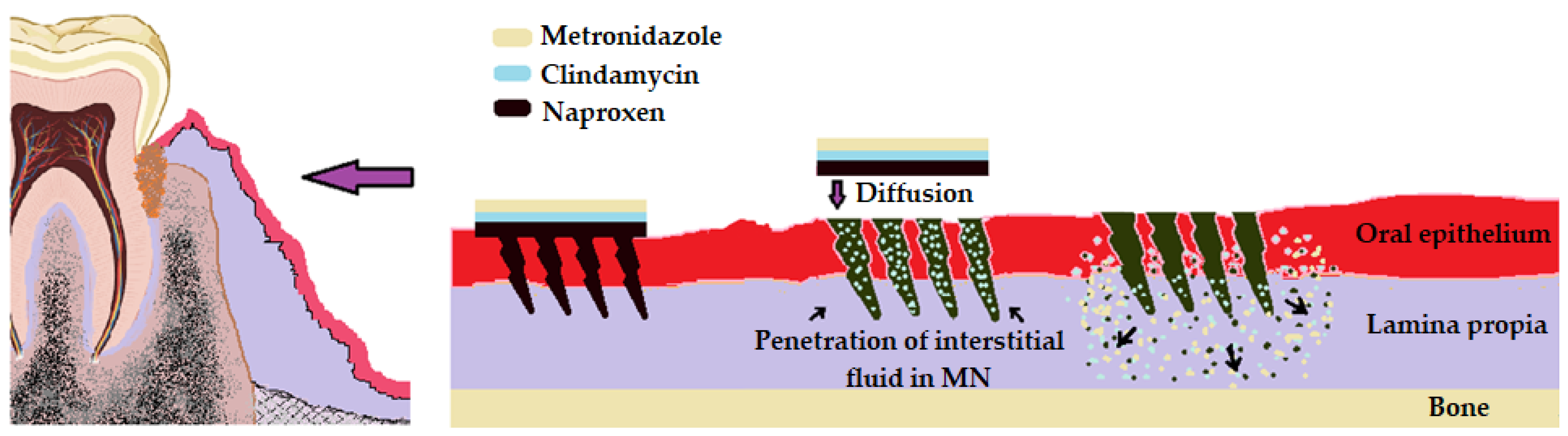Pharmaceutics 16 00626 g006 Pharmaceutics 16 00626 g006