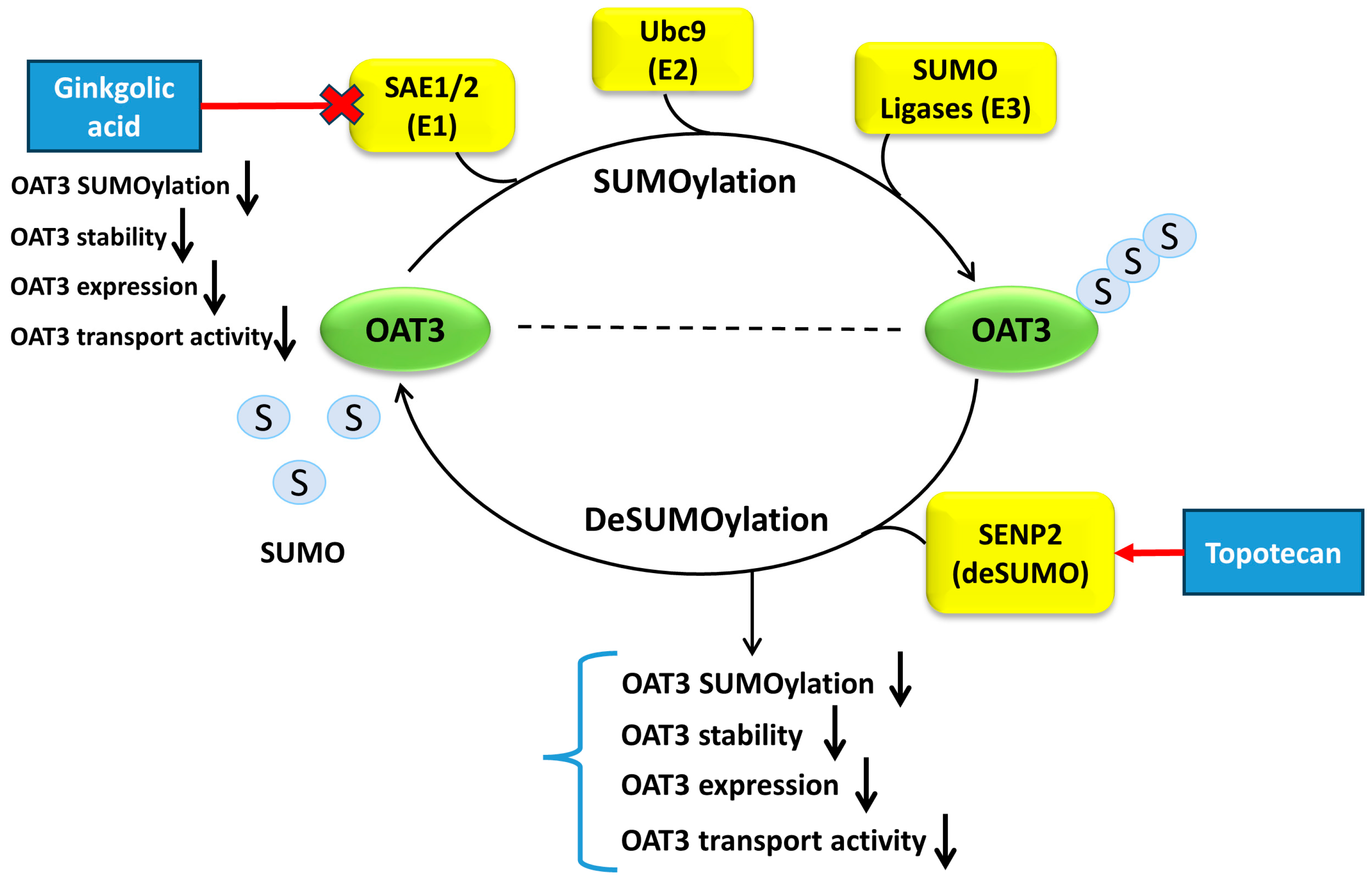 Pharmaceutics 16 00638 g010