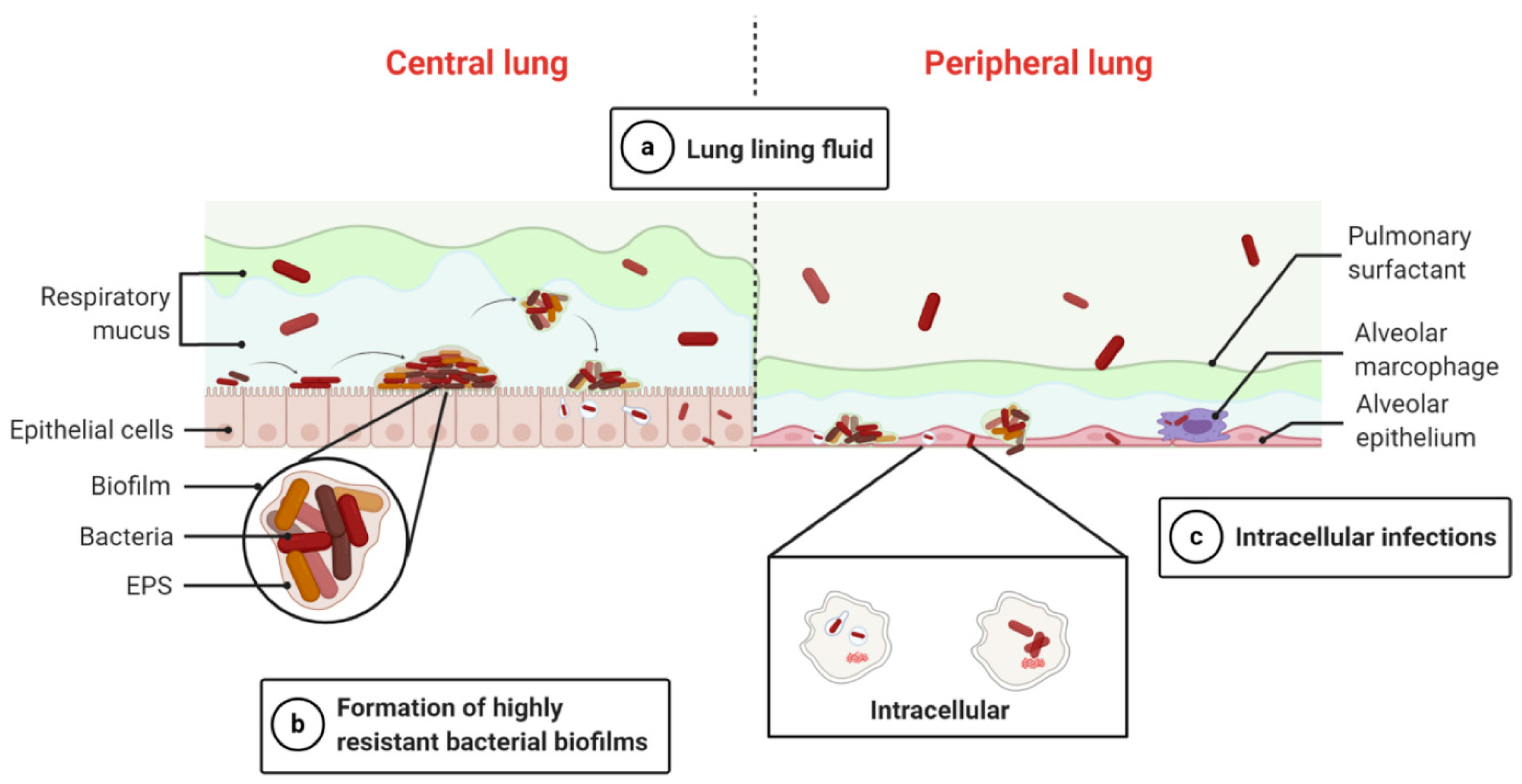 Pharmaceutics 16 00648 g002