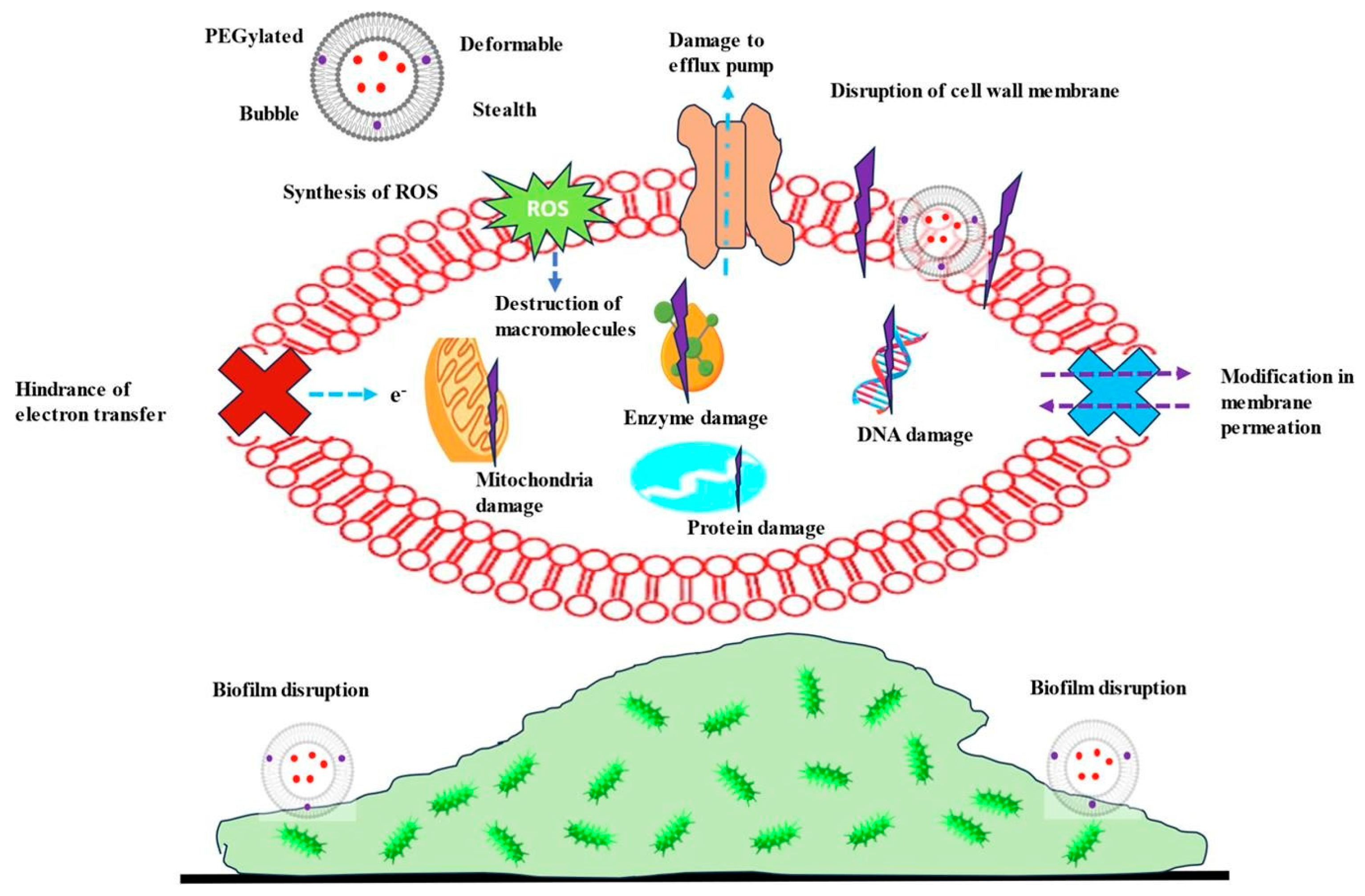 Pharmaceutics 16 00648 g003