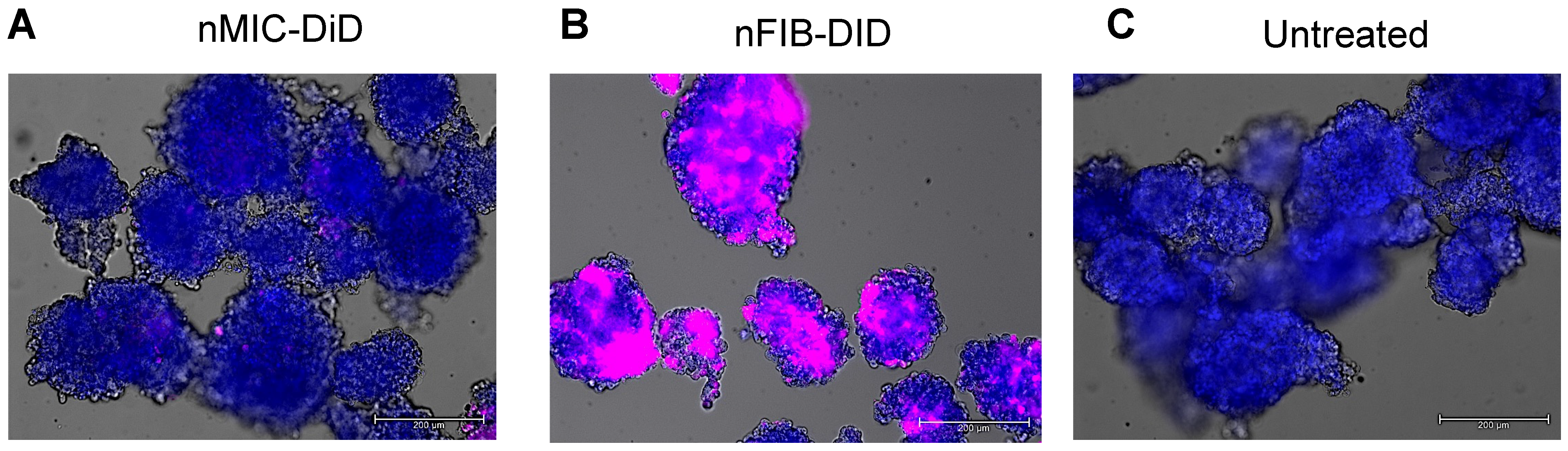 Pharmaceutics 16 00652 g001