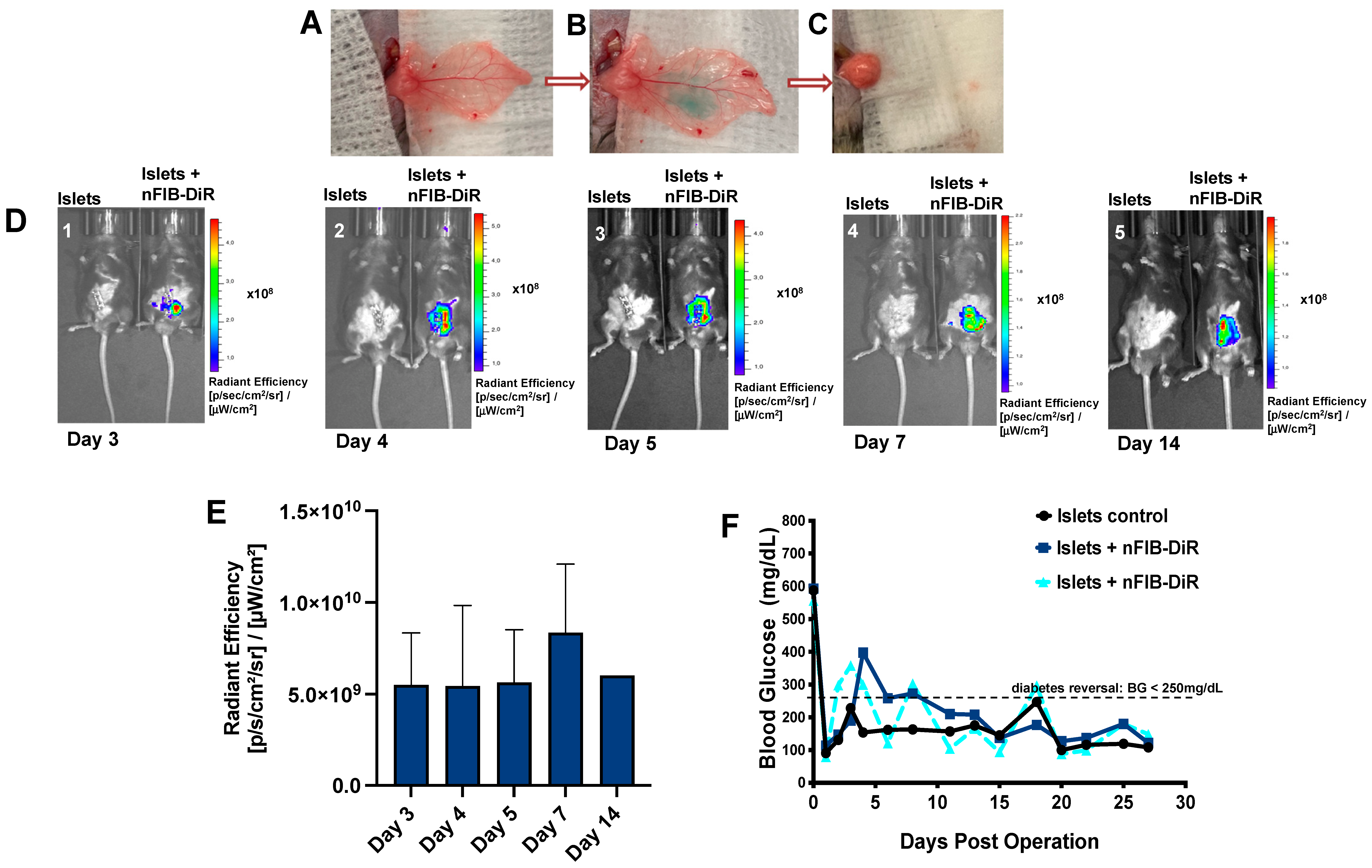 Pharmaceutics 16 00652 g007