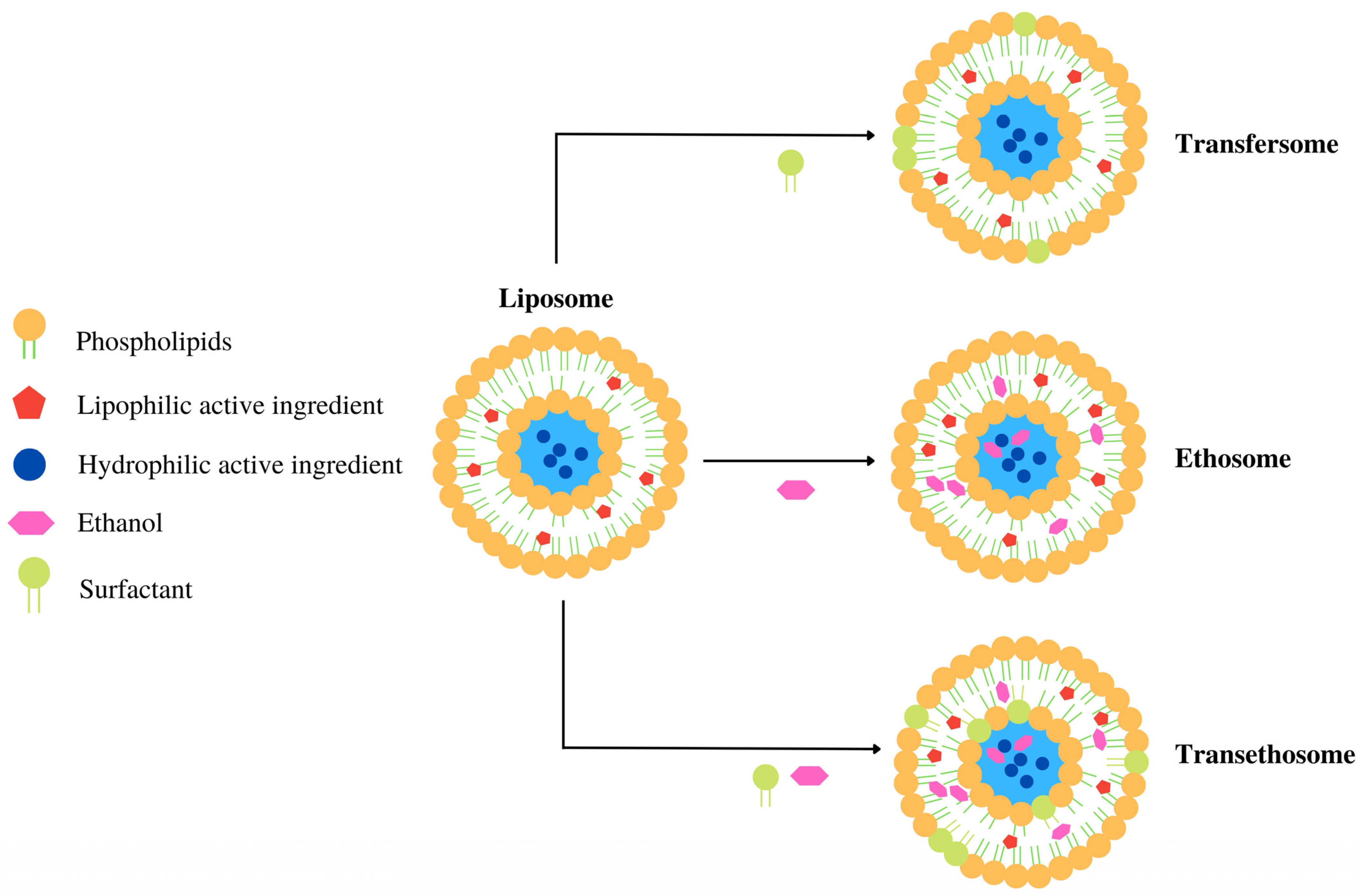 Pharmaceutics 16 00661 g002