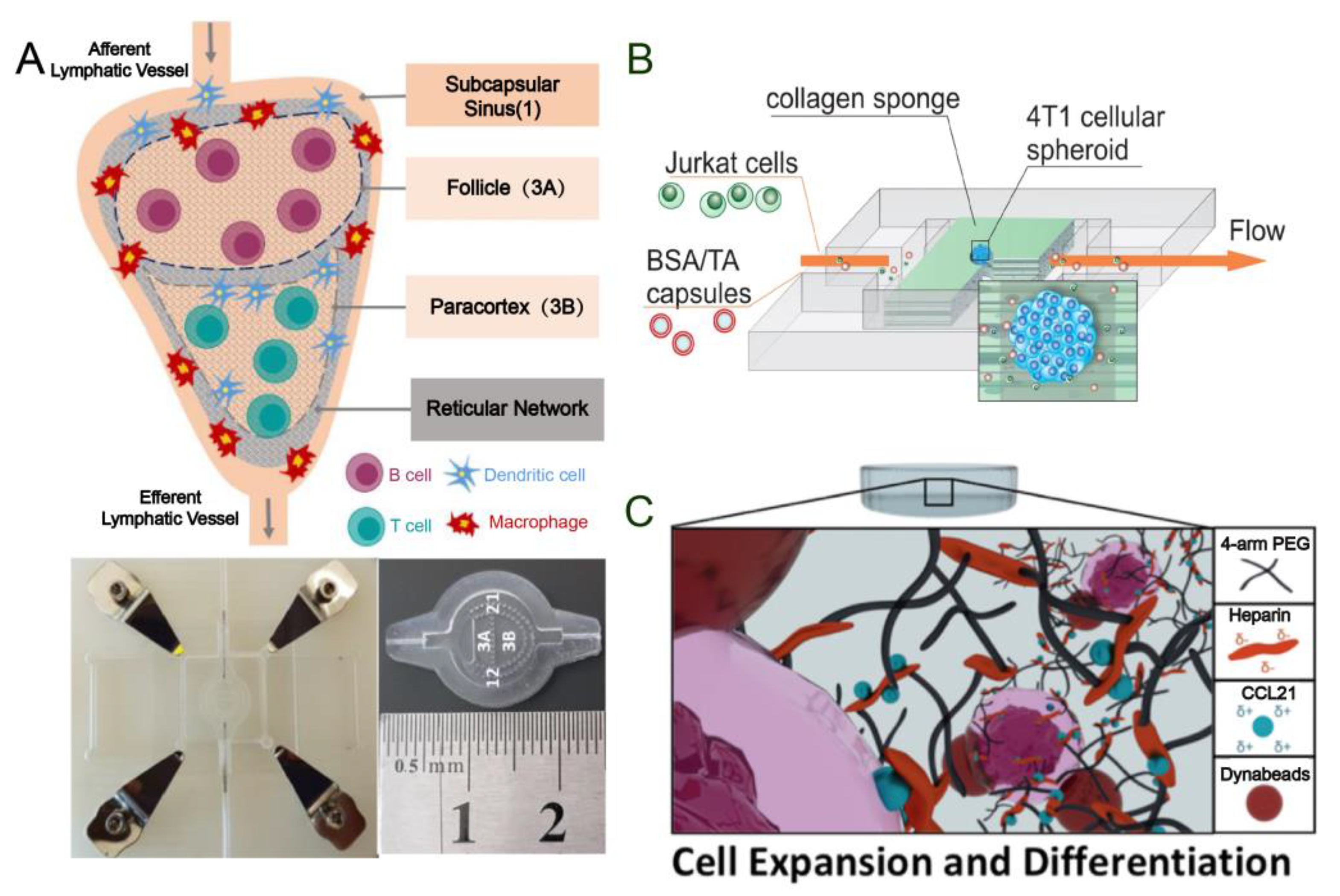 Pharmaceutics 16 00666 g002