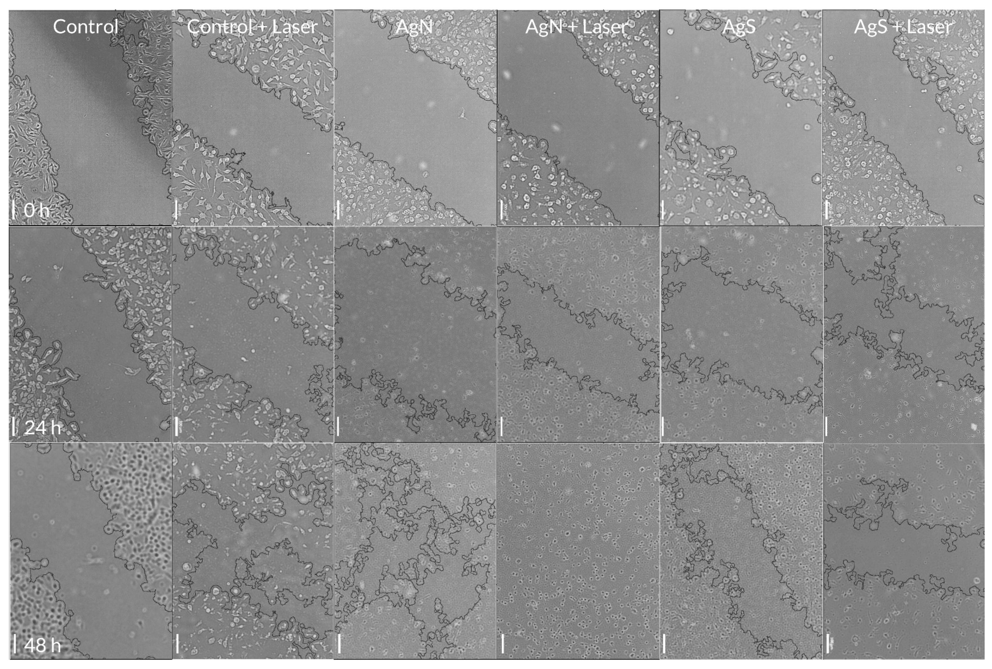 Pharmaceutics 16 00671 g005