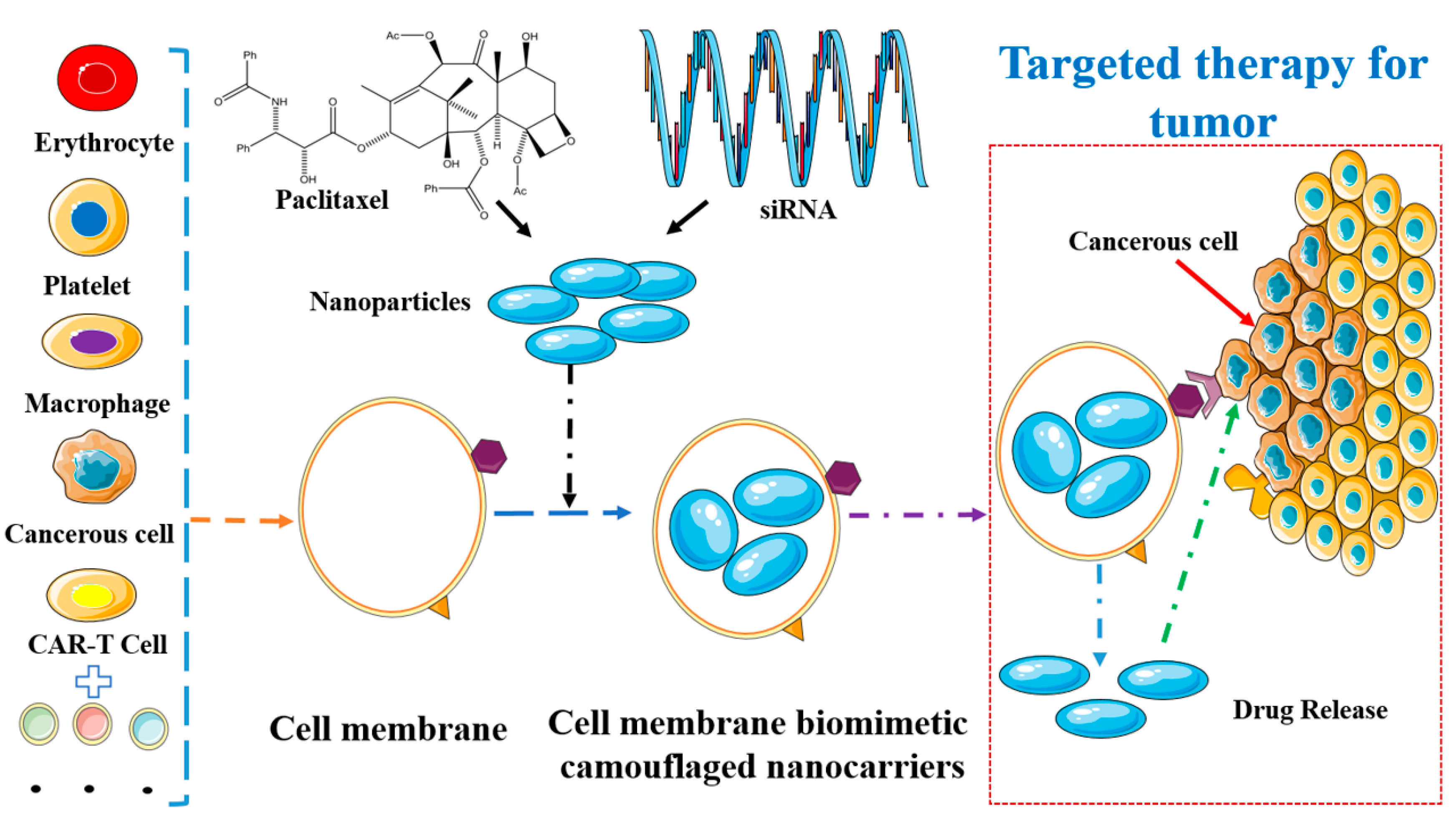Pharmaceutics 16 00674 g004