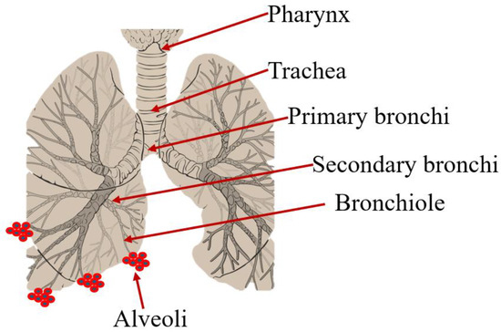Spray-Dried Nanolipid Powders for Pulmonary Drug Delivery: A 