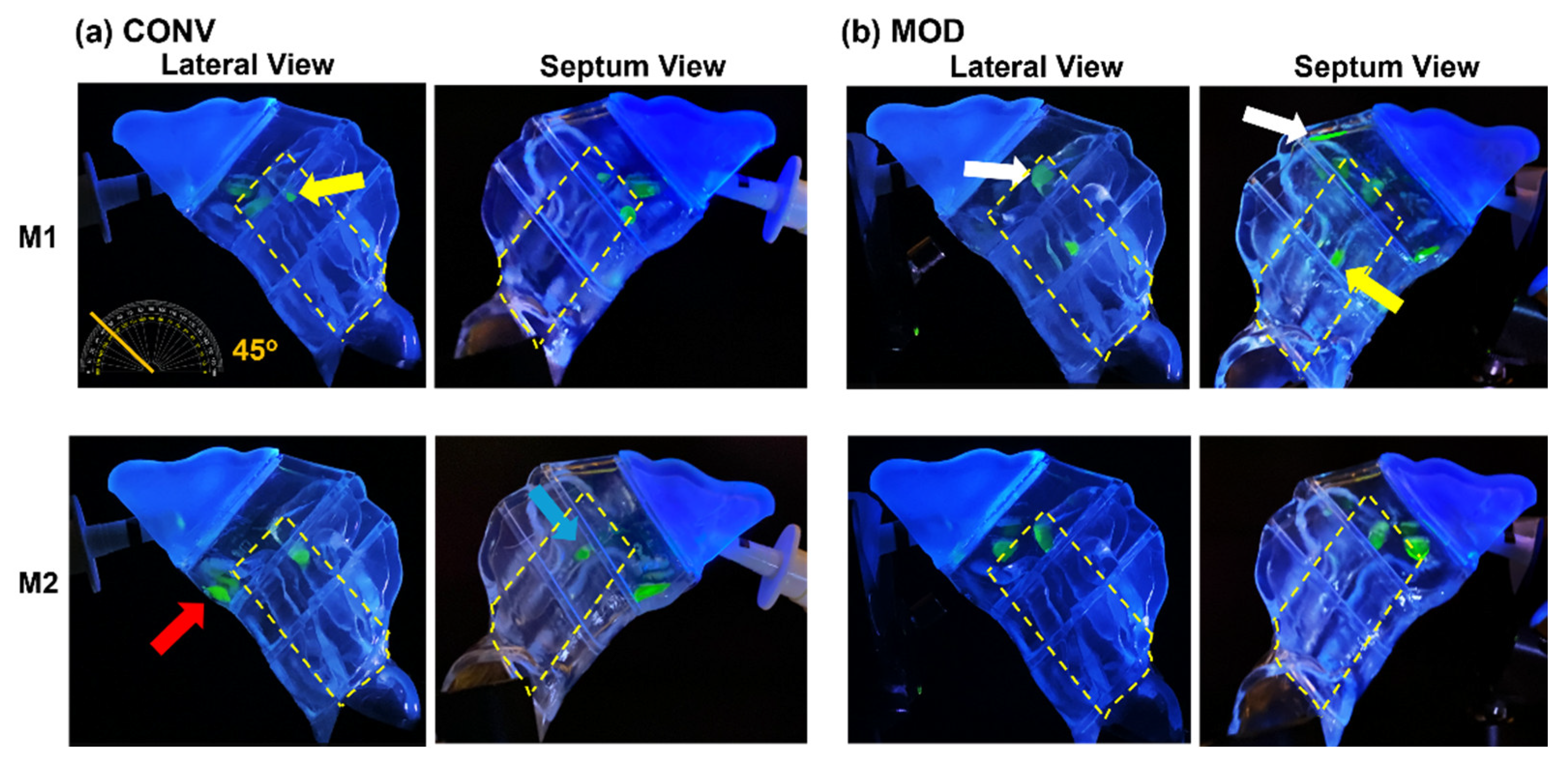 Pharmaceutics 16 00683 g005