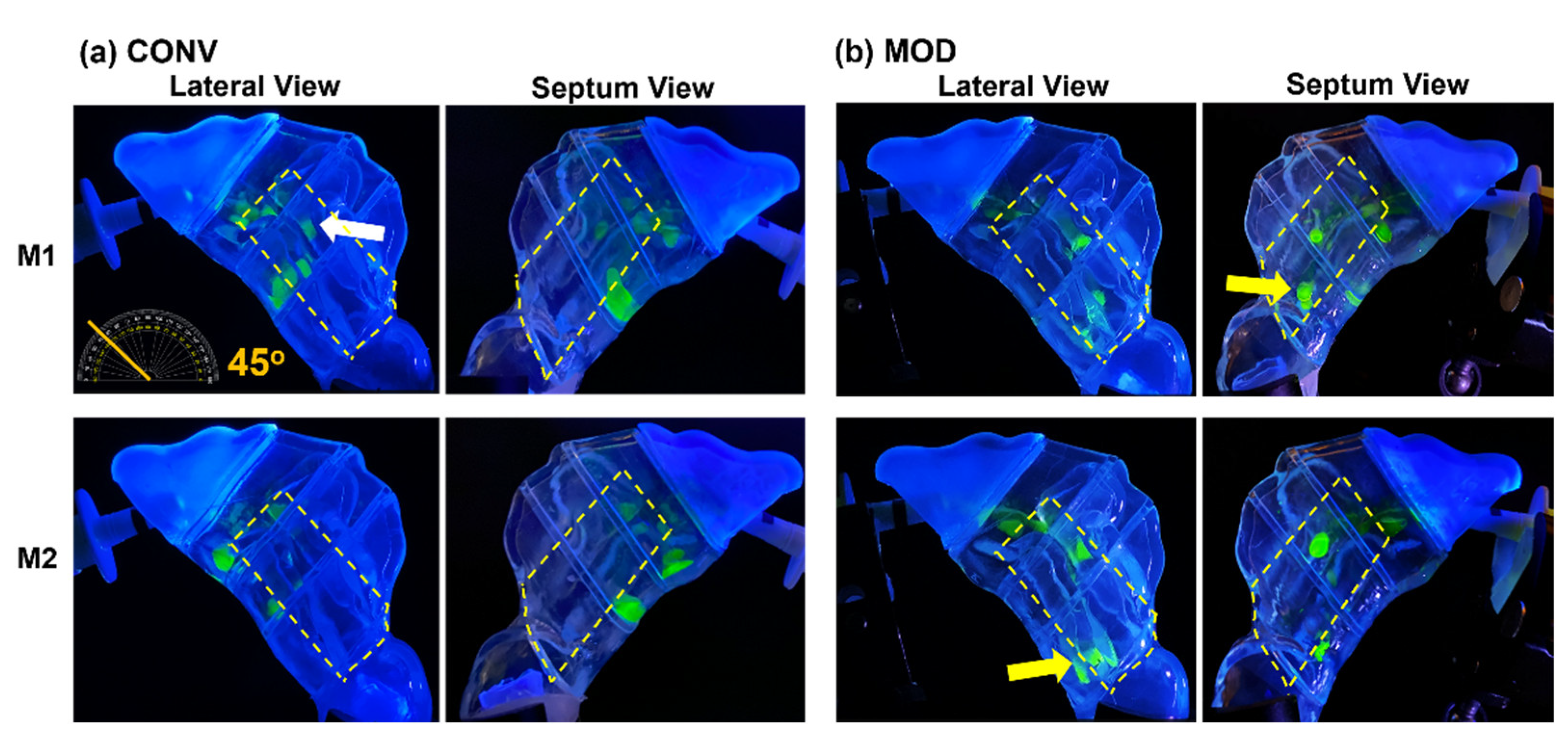 Pharmaceutics 16 00683 g009