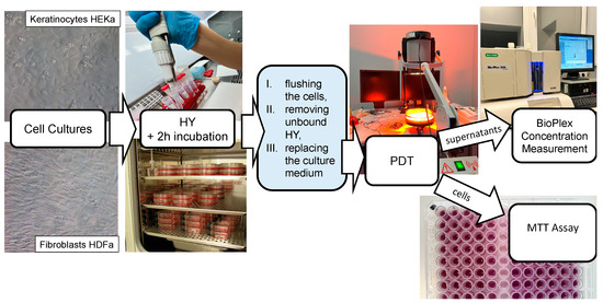 Cytotoxic and Immunomodulatory Effects of Hypericin as a ...