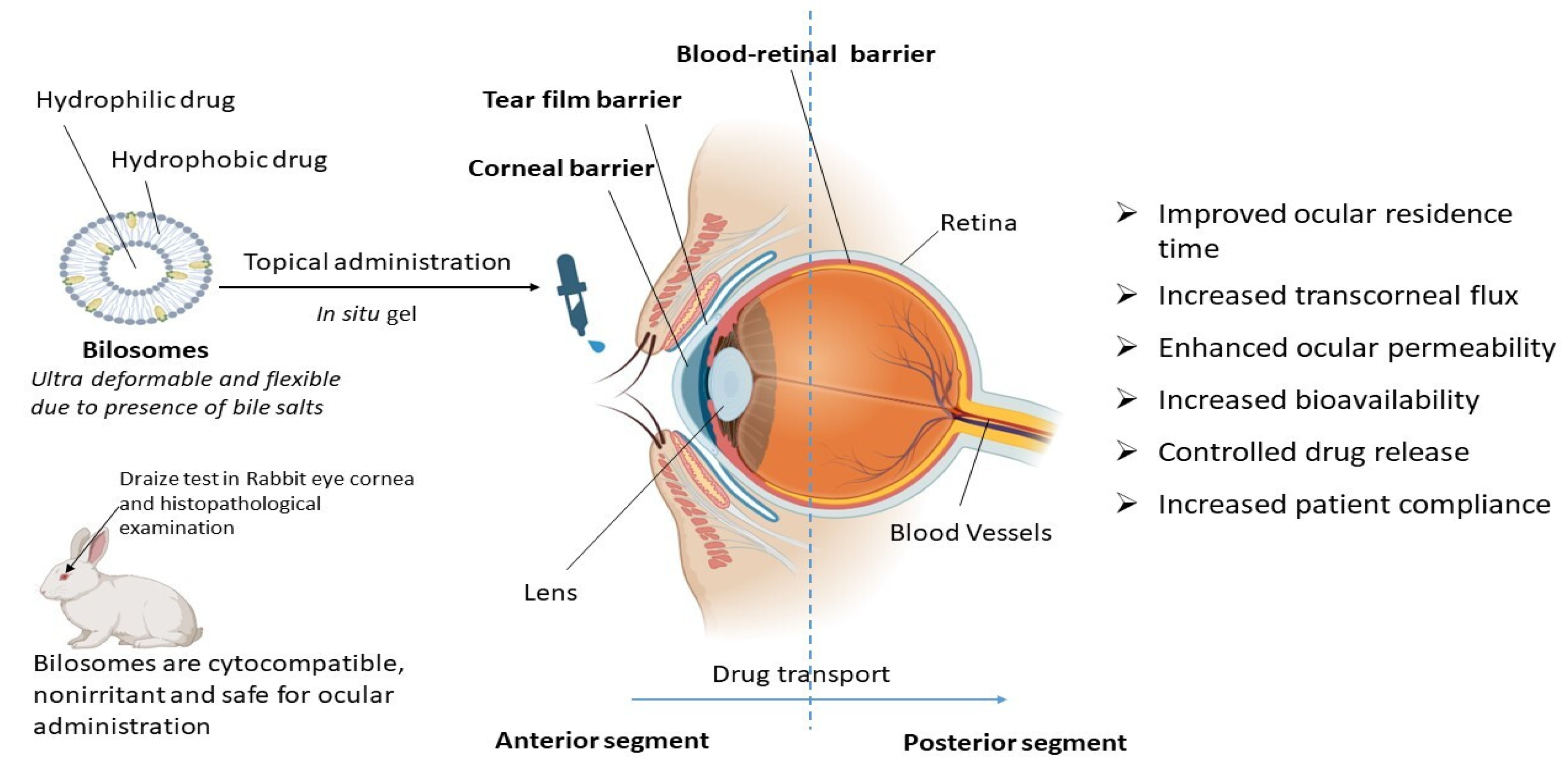 Pharmaceutics 16 00697 g003
