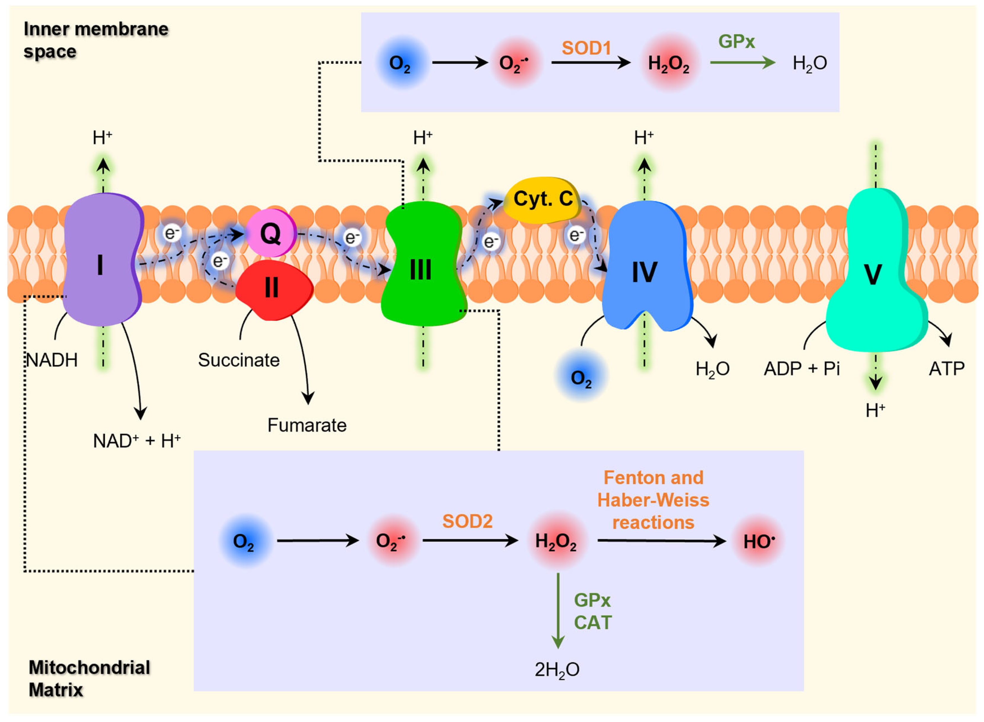 Pharmaceutics 16 00708 g009 Pharmaceutics 16 00708 g009