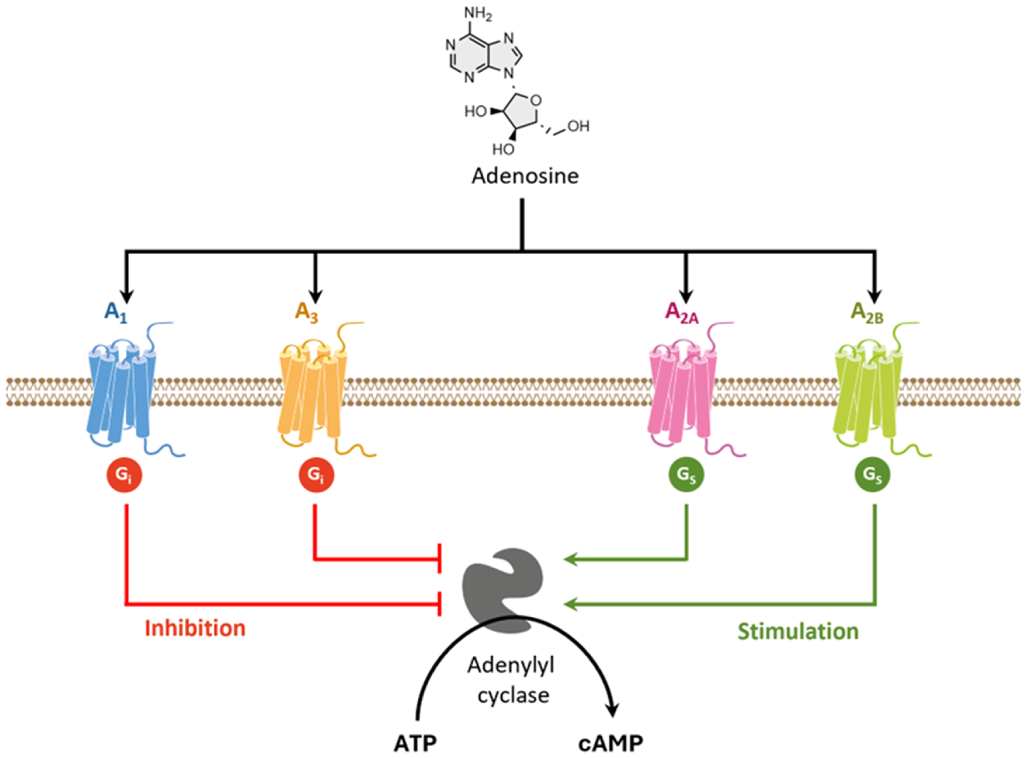 Pharmaceutics 16 00708 g012 Pharmaceutics 16 00708 g012