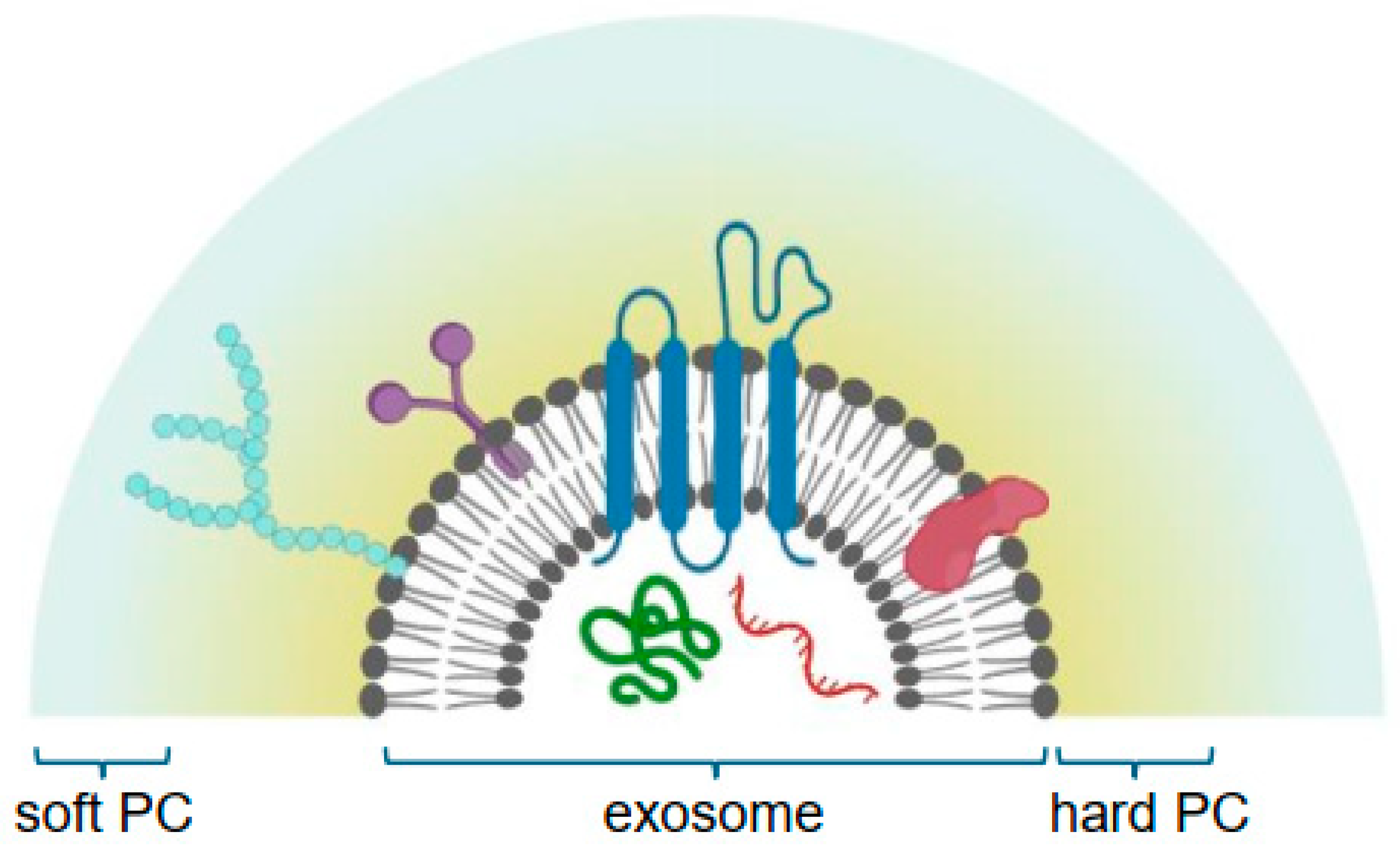 Pharmaceutics 16 00709 g002