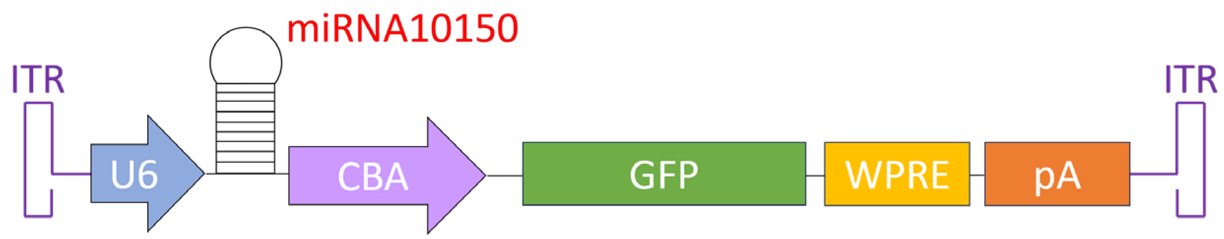 Pharmaceutics 16 00710 g002