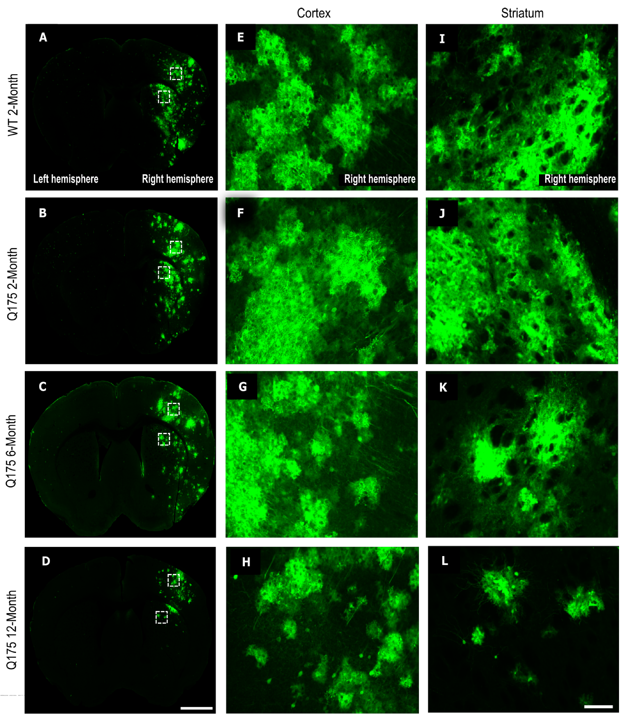 Pharmaceutics 16 00710 g005