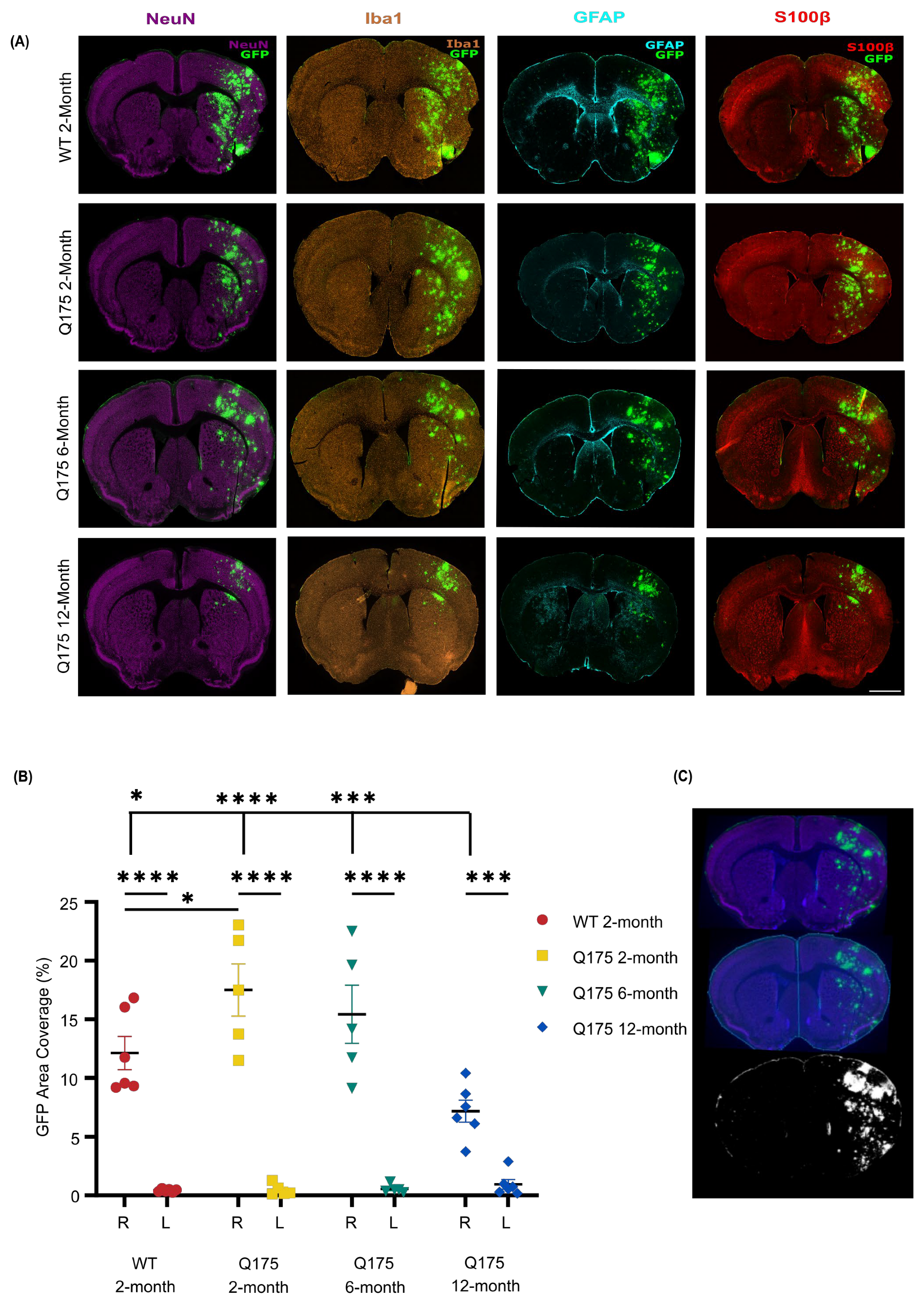Pharmaceutics 16 00710 g006