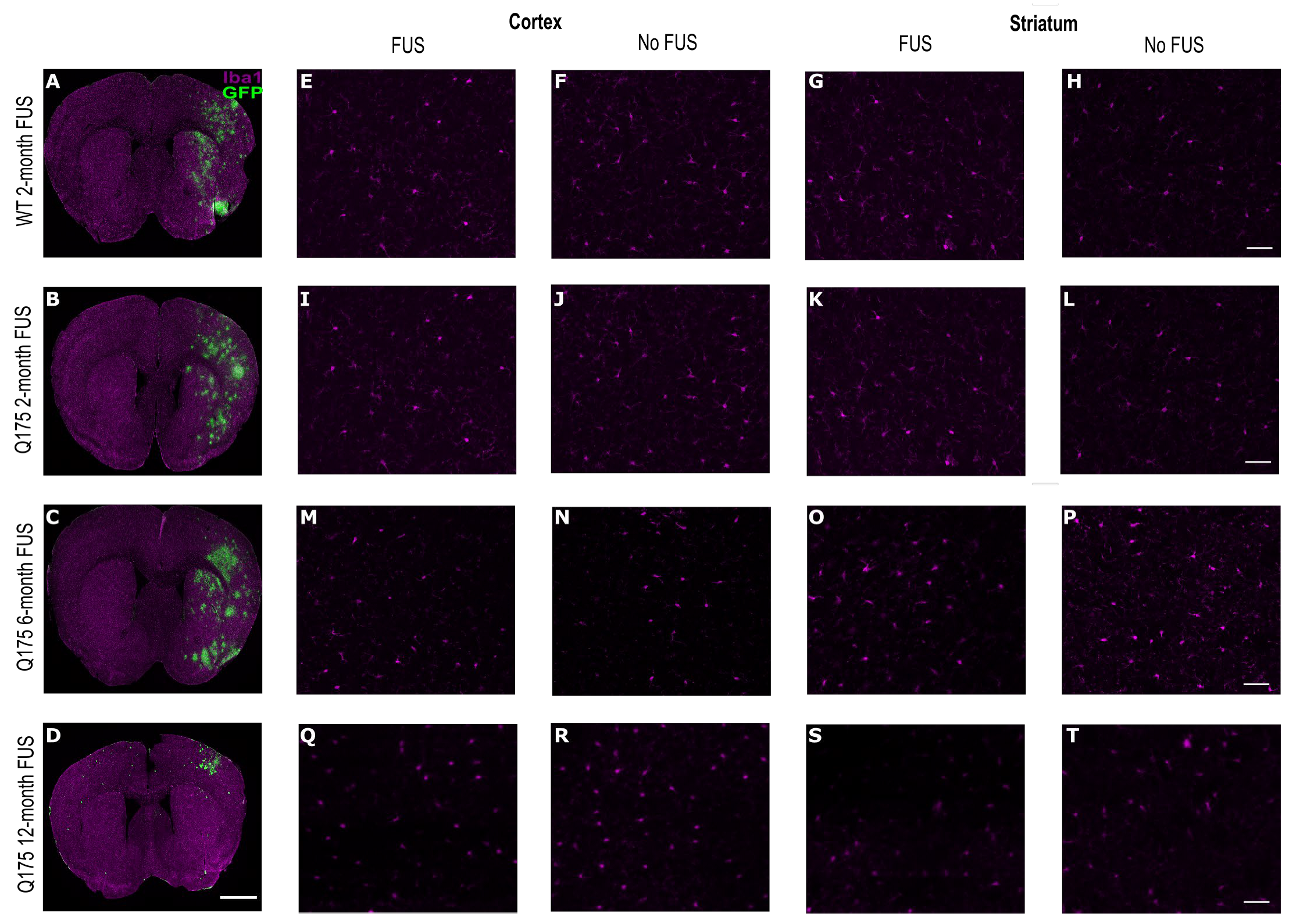 Pharmaceutics 16 00710 g010