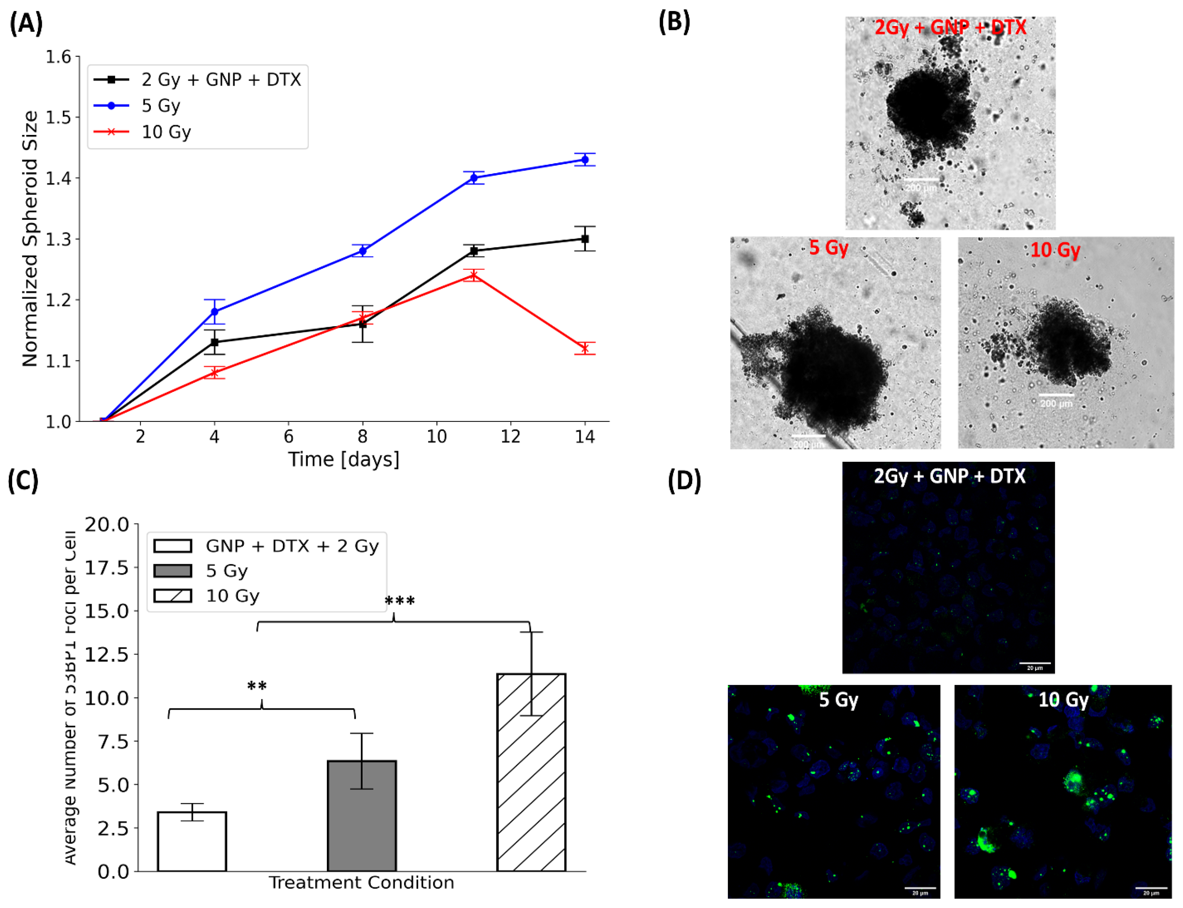 Pharmaceutics 16 00713 g006