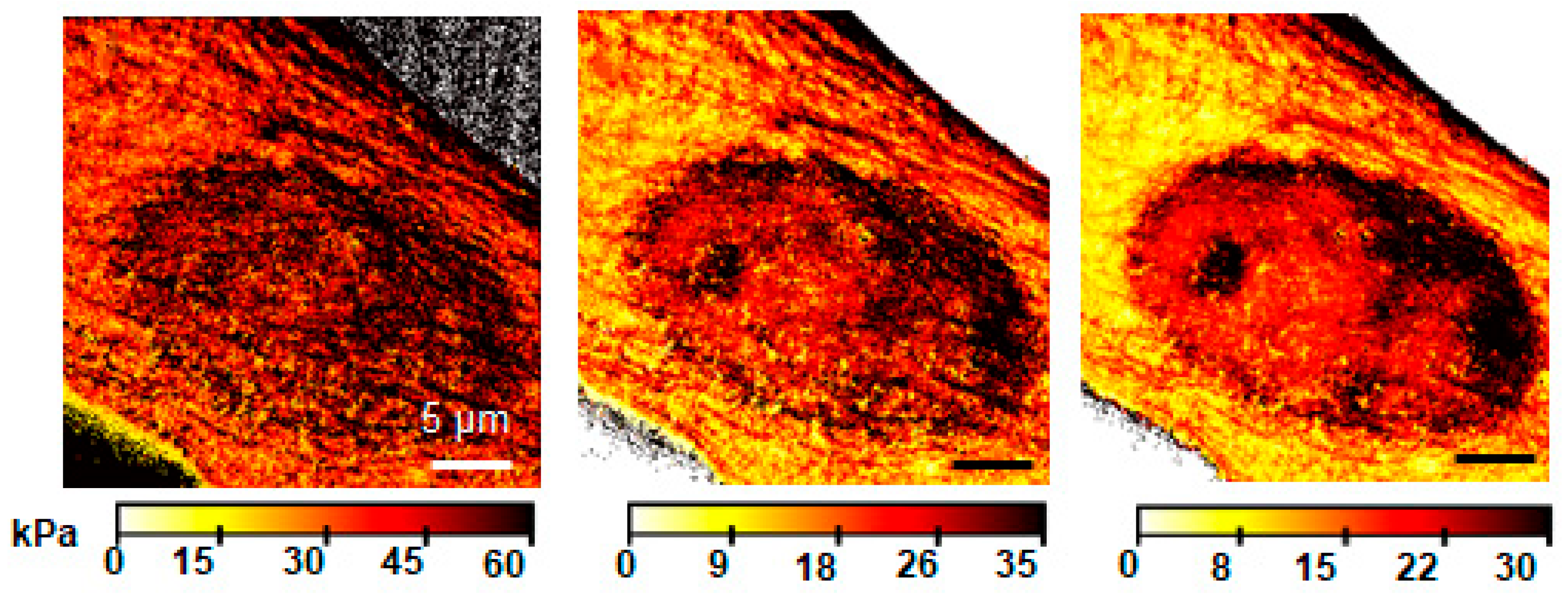 Pharmaceutics 16 00733 g017