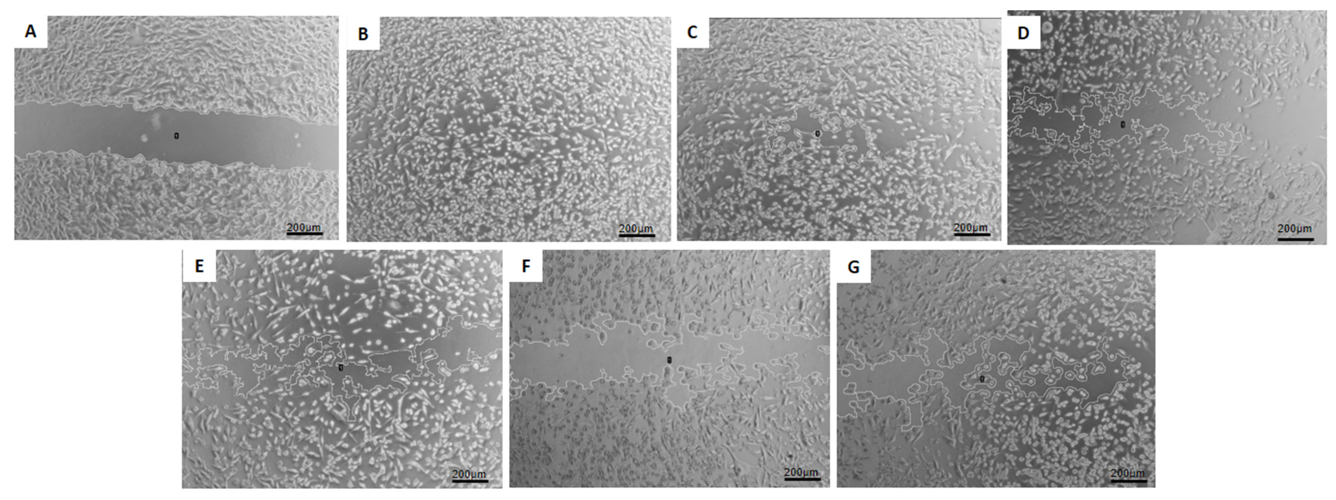 Pharmaceutics 16 00739 g006