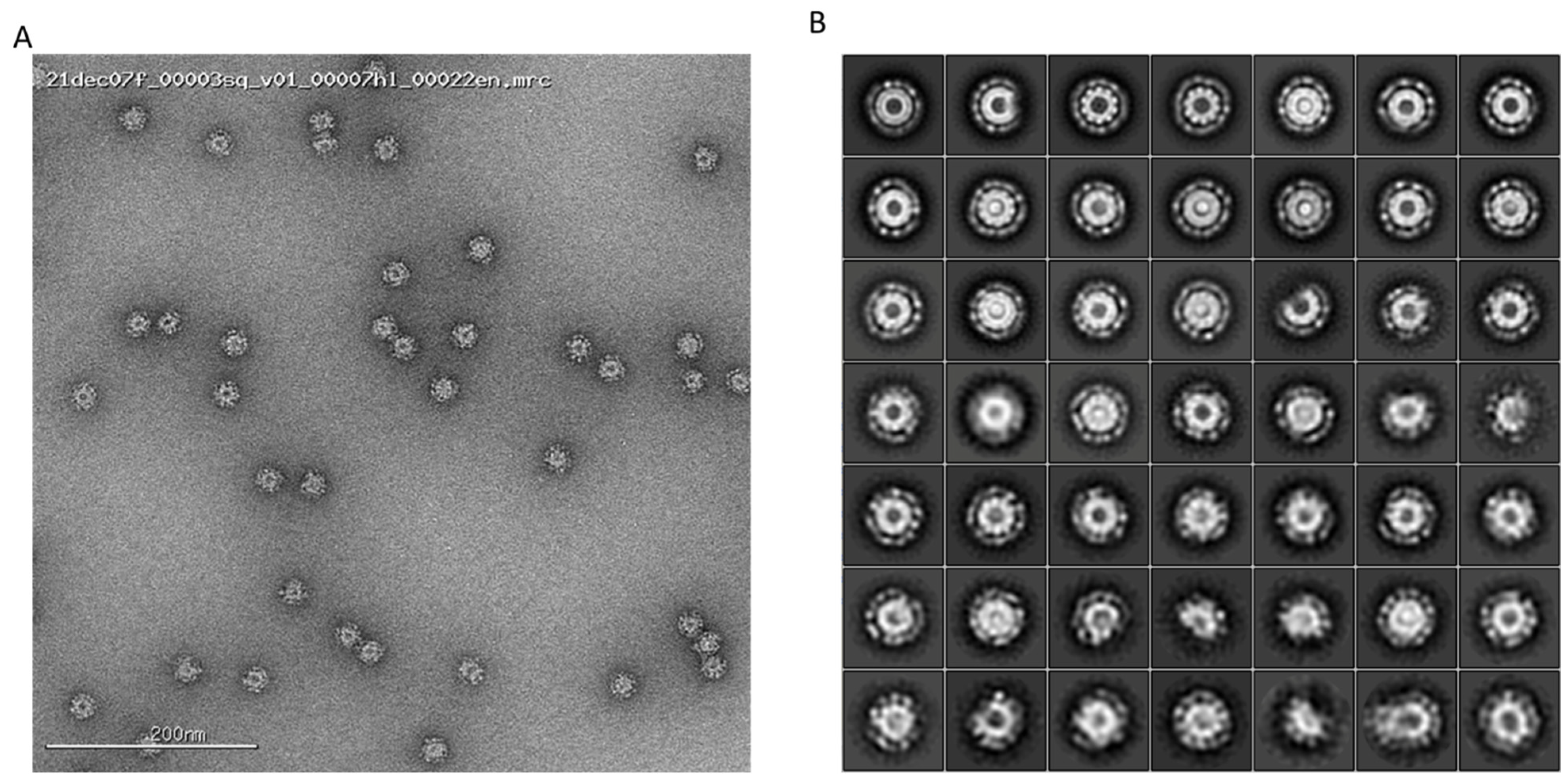 Pharmaceutics 16 00742 g005