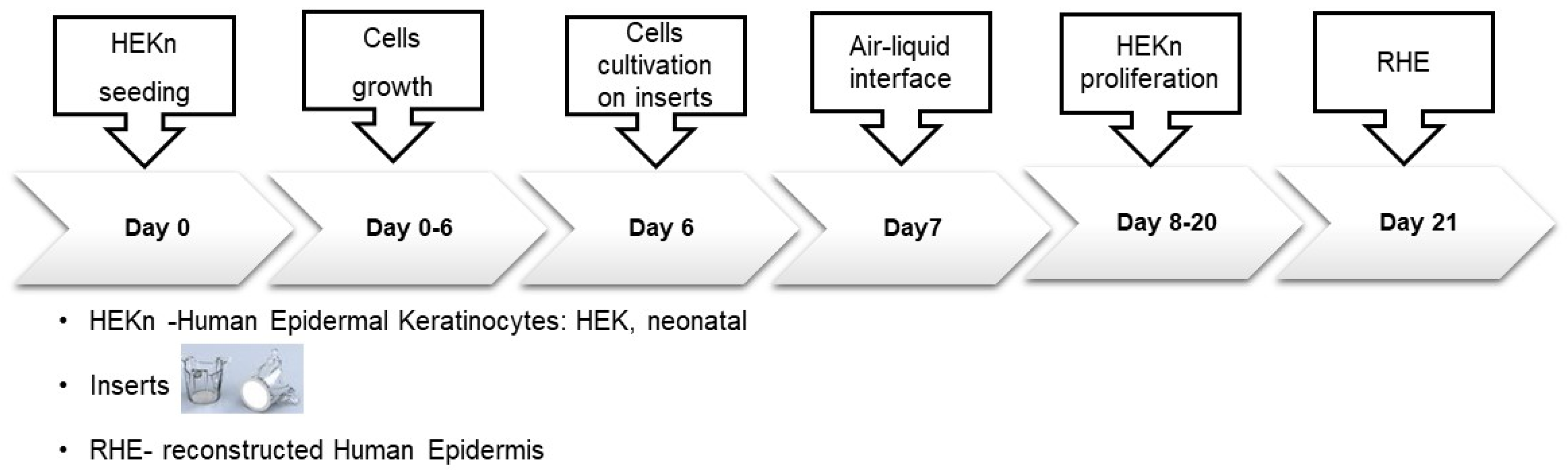 Pharmaceutics 16 00753 g003