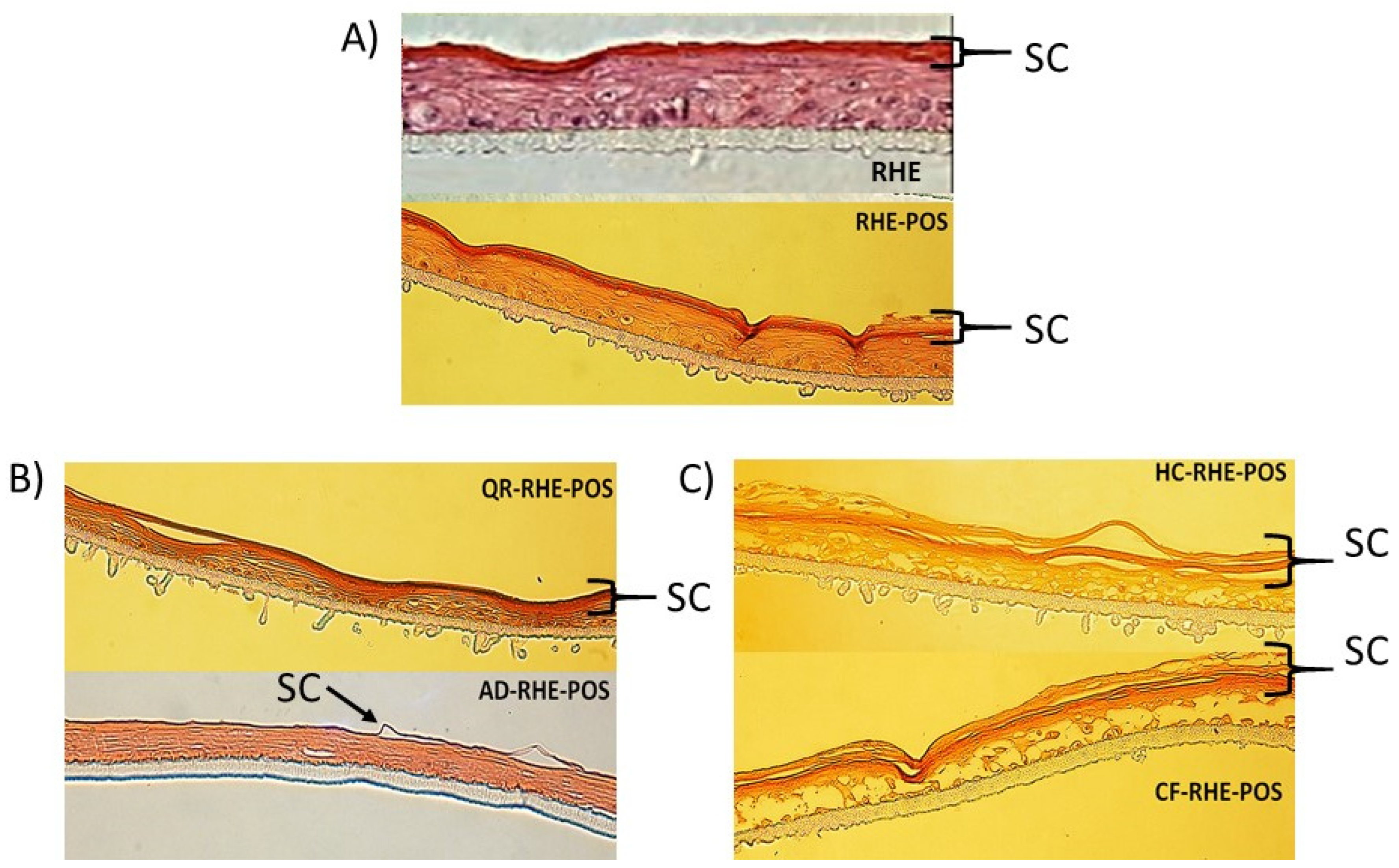 Pharmaceutics 16 00753 g016