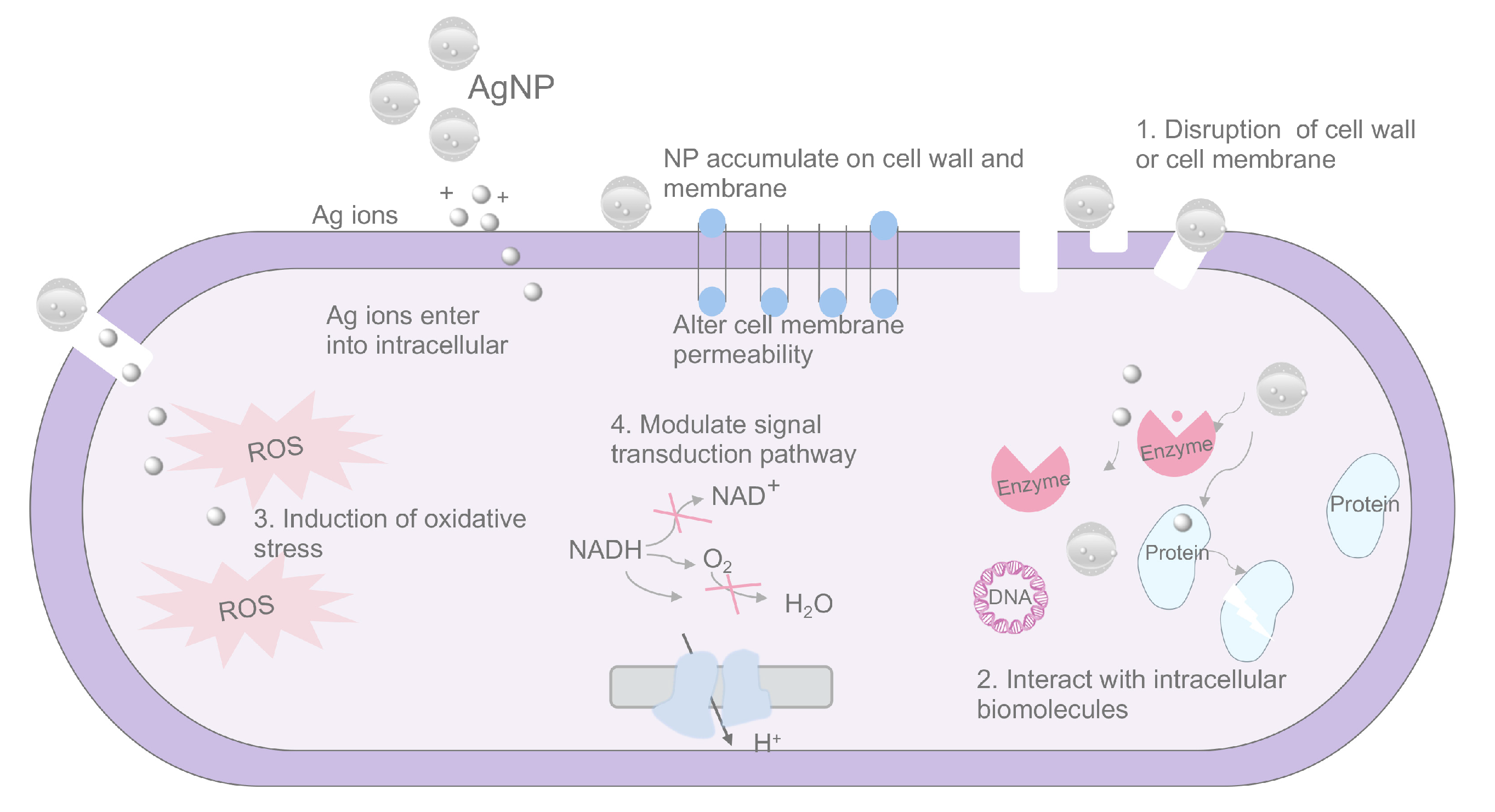 Pharmaceutics 16 00759 g002