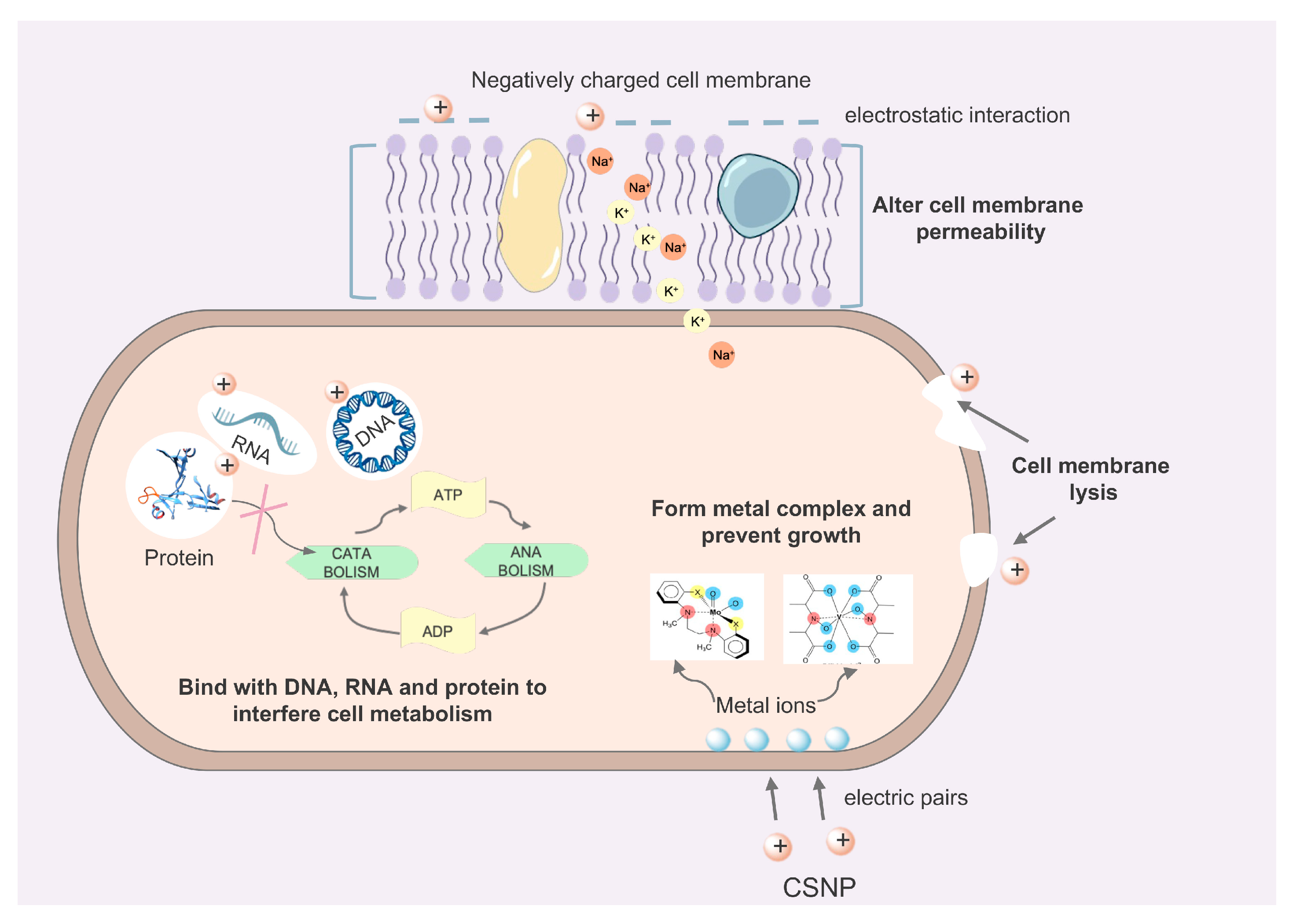 Pharmaceutics 16 00759 g003