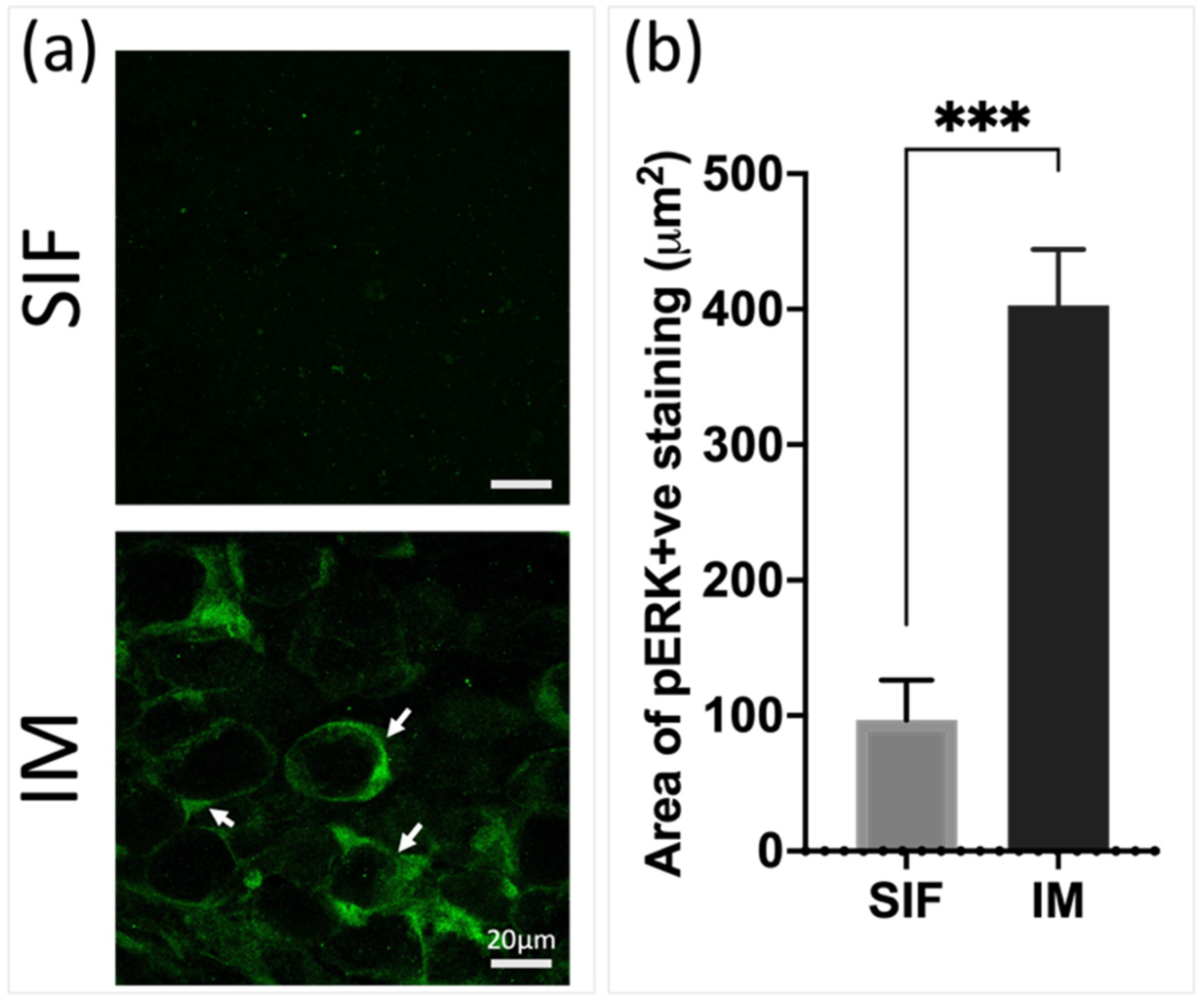 Pharmaceutics 16 00760 g001