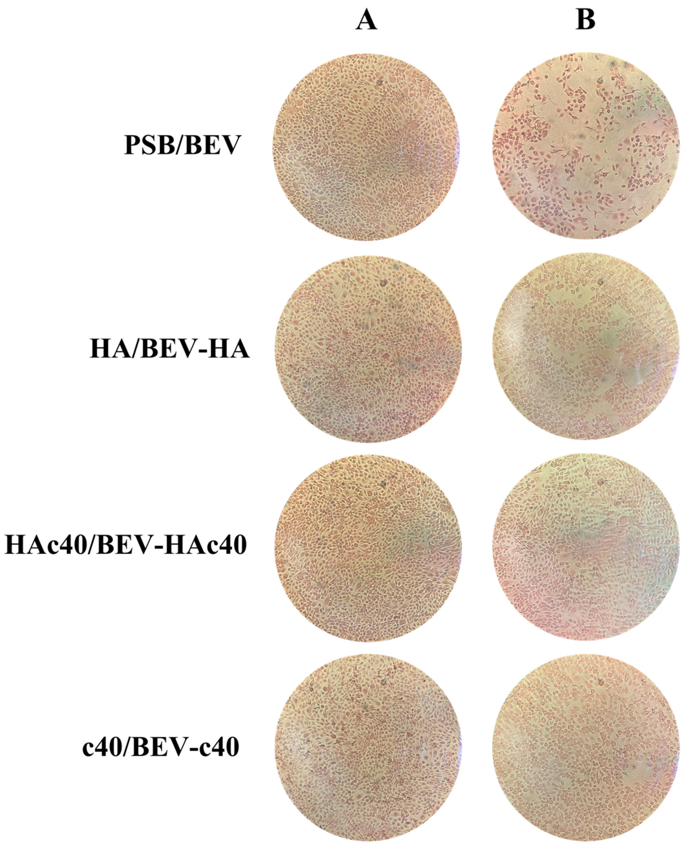 Pharmaceutics 16 00789 g004
